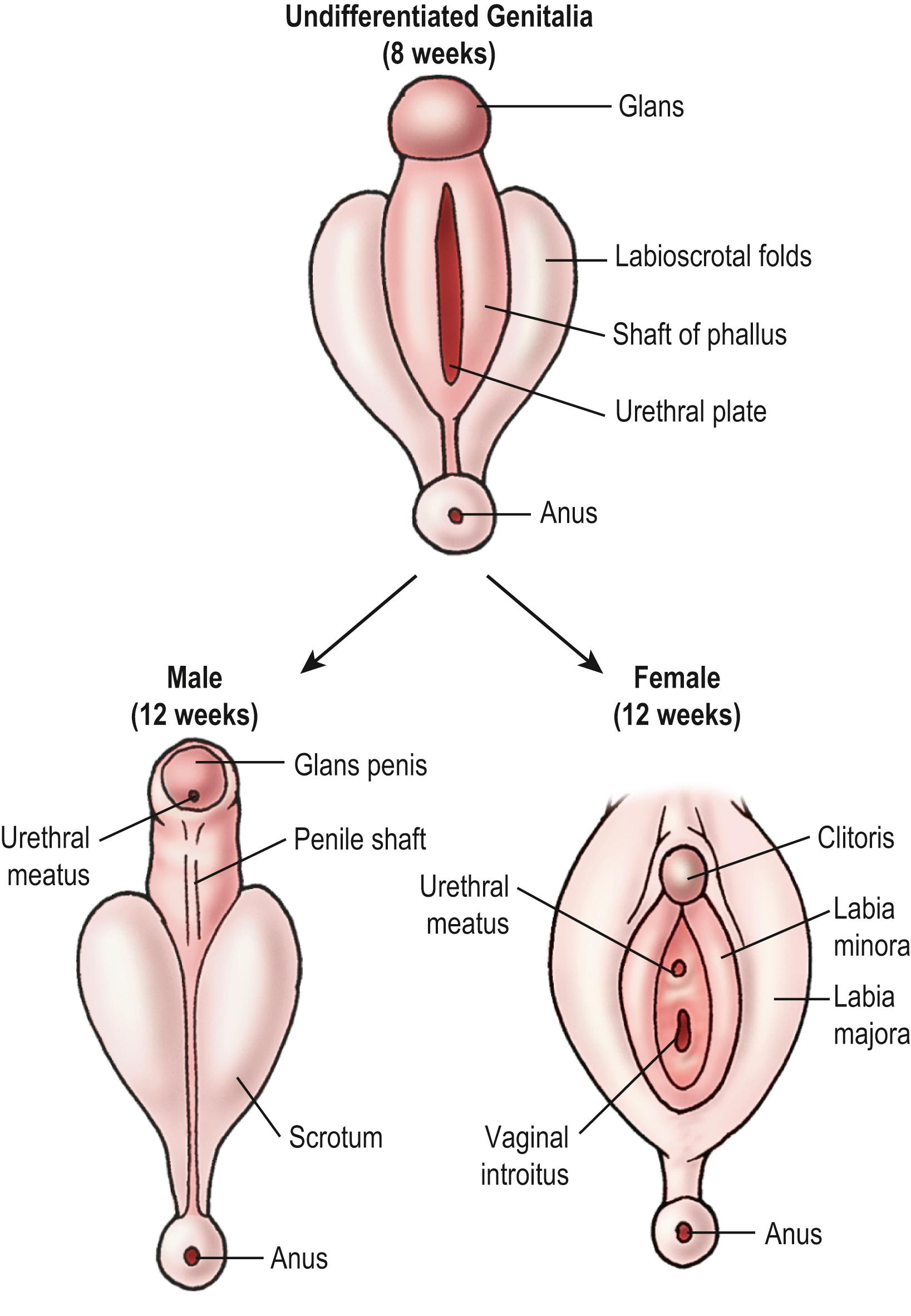 Fig. 62.1, Differentiation of the external genitalia.