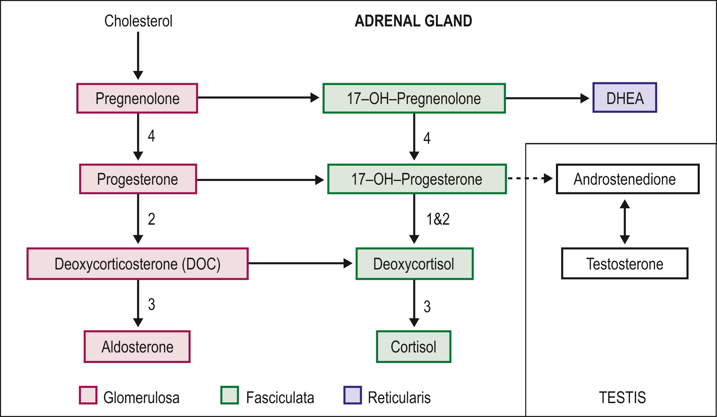 Fig. 62.2, Pathways of steroid biosynthesis. The numbers correspond to CAH type and the location of the enzyme defect (see the text).
