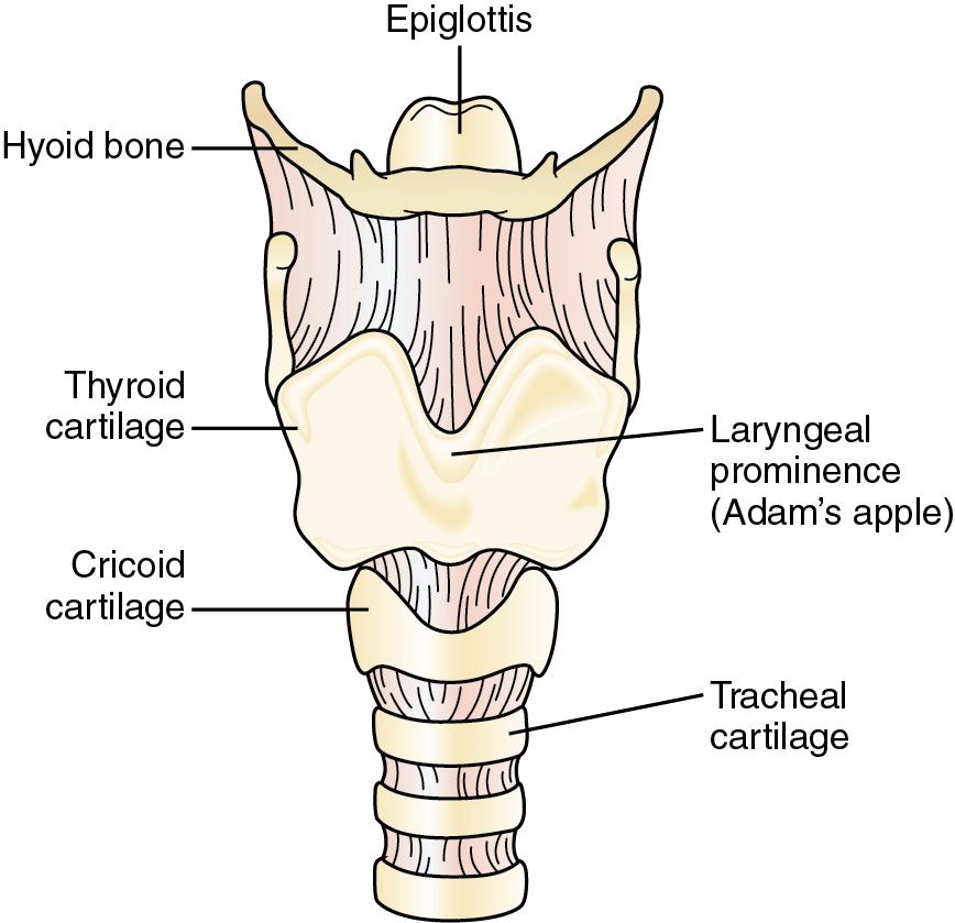 Fig. E1.17, Anatomic landmarks for access to the cricothyroid membrane.