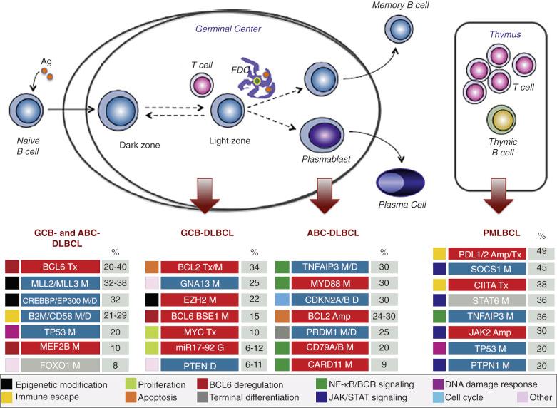 Figure 23-23, Germinal-center and diffuse large B-cell lymphoma (DLBCL) pathogenesis.