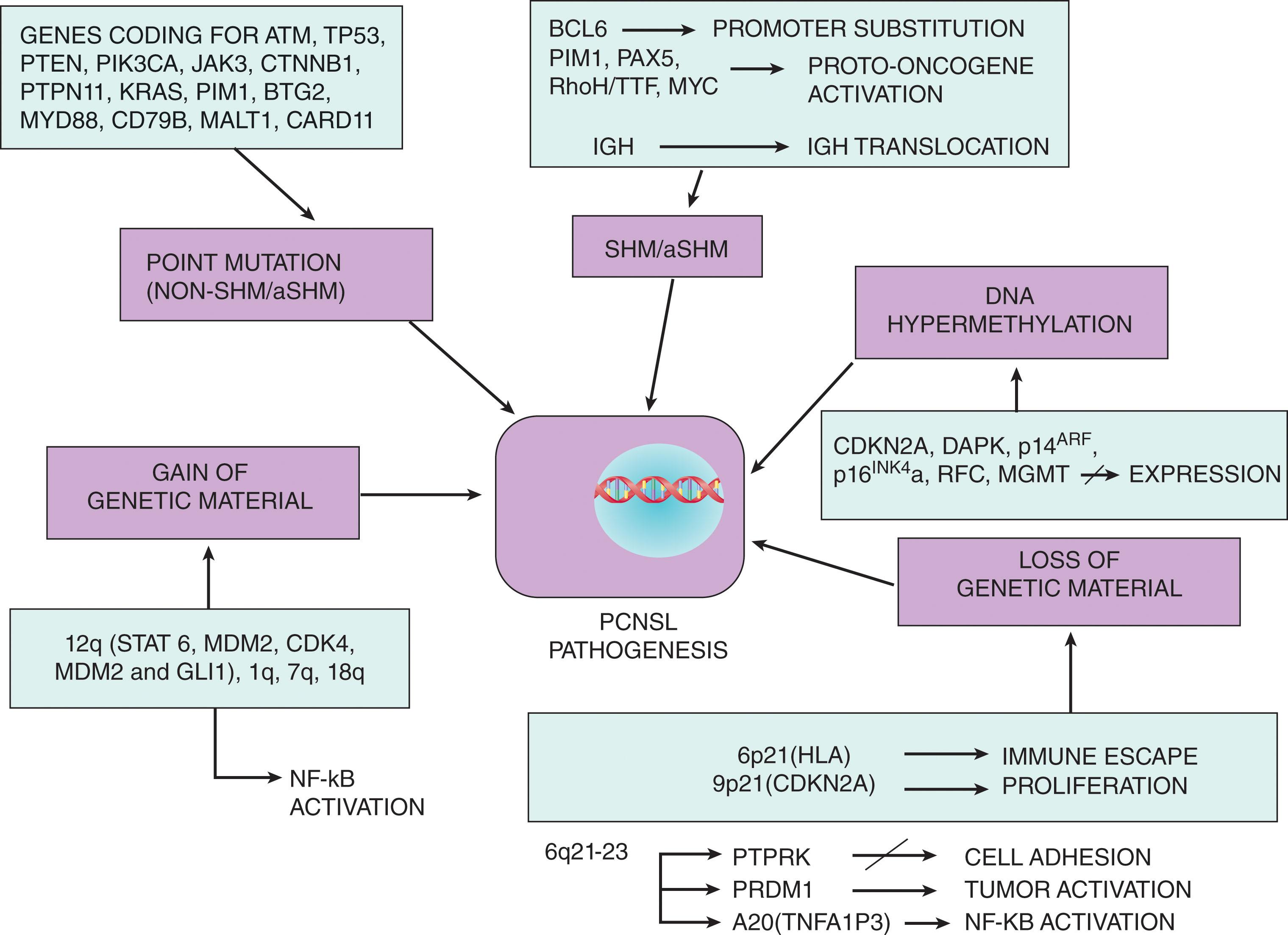 Figure 84.1, (A and B) The pathogenesis of primary central nervous system lymphoma (PCNSL). There is evidence for several pathways to be critically involved in the pathogenesis of PCNSL. These have emerged as a source of novel therapeutic targets. These aberrations affect a variety of genes, which become deregulated, ultimately leading to uncontrolled proliferation, impairment of apoptosis or B-cell differentiation, or may interfere with the sensitivity of the tumor cells to immune responses in the CNS. AKT , Serine/threonine kinase; aSHM , Aberrant somatic hypermutation; BTK , Bruton’s tyrosine kinase; CARD11 , caspase recruitment domain family member 11; CSR , class switch recombination; IL-10/4, interleukin 10/4; CXCL-13 , chemokine (C-X-C motif) ligand 13; BCR, B-cell receptor; TLR-4 , toll-like receptor-4; IRAK1/4 , interleukin 1 receptor associated kinase 1/4; JAK-1/2, Janus tyrosine kinase 1/2; MALT1, mucosa-associated lymphoid tissue lymphoma translocation 1 gene; mTOR , mammalian target of rapamycin; MYD88, myeloid differentiation factor 88; NF-κB, nuclear factor kappa-light-chain-enhancer of activated B cells; P13K, phosphoinositide 3-kinases; PKC-β , protein kinase C-β; PD-L1 , programmed death-ligand 1; SHM , somatic hypermutation; STAT 3/6 , signal transducer and activator of transcription 3/6; SYK, spleen tyrosine kinase.