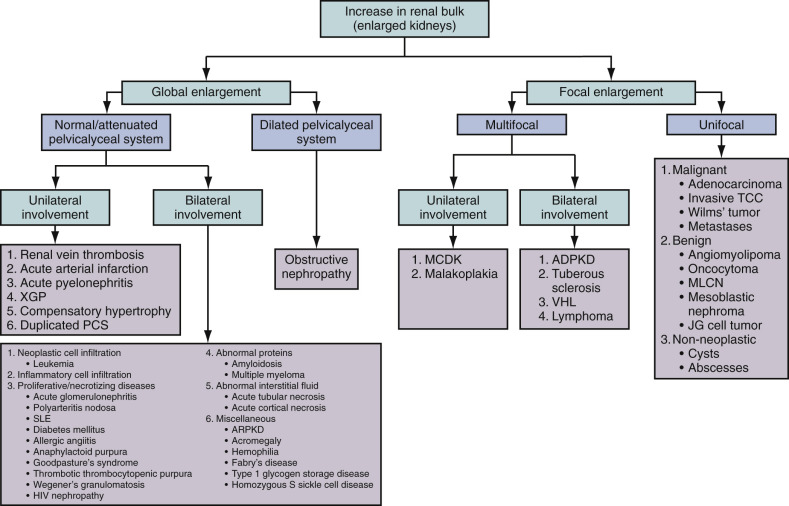 Figure 64-10, Algorithm showing approach to diffuse renal parenchymal diseases with increase in renal bulk. ADPKD, Autosomal dominant polycystic kidney disease; ARPKD, autosomal recessive polycystic kidney disease; HIV, human immunodeficiency virus; JG, juxtaglomerular; MCDK, multicystic dysplastic kidney disease; MLCN, multilocular cystic nephroma; PCS, pelvicalyceal system; SLE, systemic lupus erythematosus; TCC, transitional cell carcinoma; VHL, von Hippel-Lindau syndrome; XGP, xanthogranulomatous pyelonephritis.