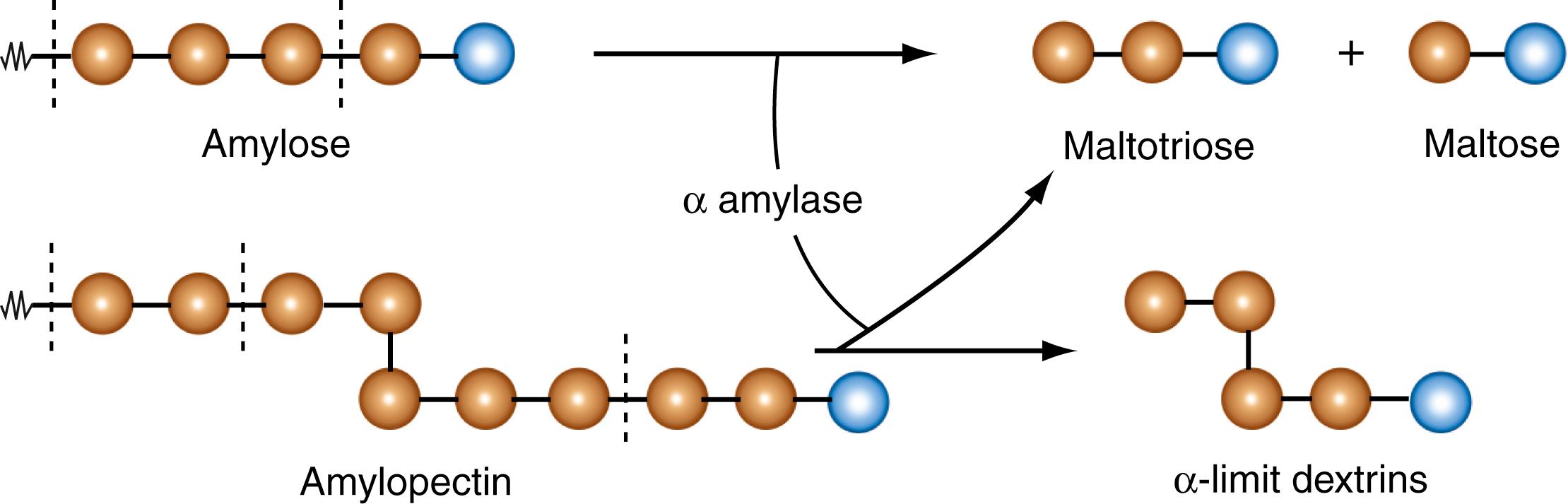 Fig. 102.3, Action of pancreatic α-amylase on amylose and amylopectin (and glycogen). α-Amylase is an endoglycosidase and does not act on terminal glycosidic bonds. It is also specific for α-1,4 linkages and does not act on α-1,6 linkages. Consequently, the hydrolytic products are maltose and maltotriose for the linear glucose-polysaccharide amylose, and maltose, maltotriose, and α-limit dextrins for the branched glucose-polysaccharides amylopectin and glycogen. Brown circles , glucose units; blue circles , reducing glucose units.