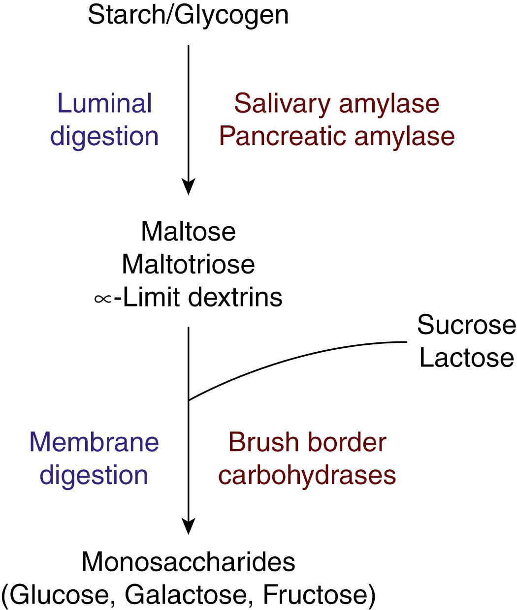 Fig. 102.4, Sequential steps involved in the luminal and membrane digestion of dietary polysaccharides (starch and glycogen) and disaccharides (sucrose and lactose) in the small intestine. See text for details.