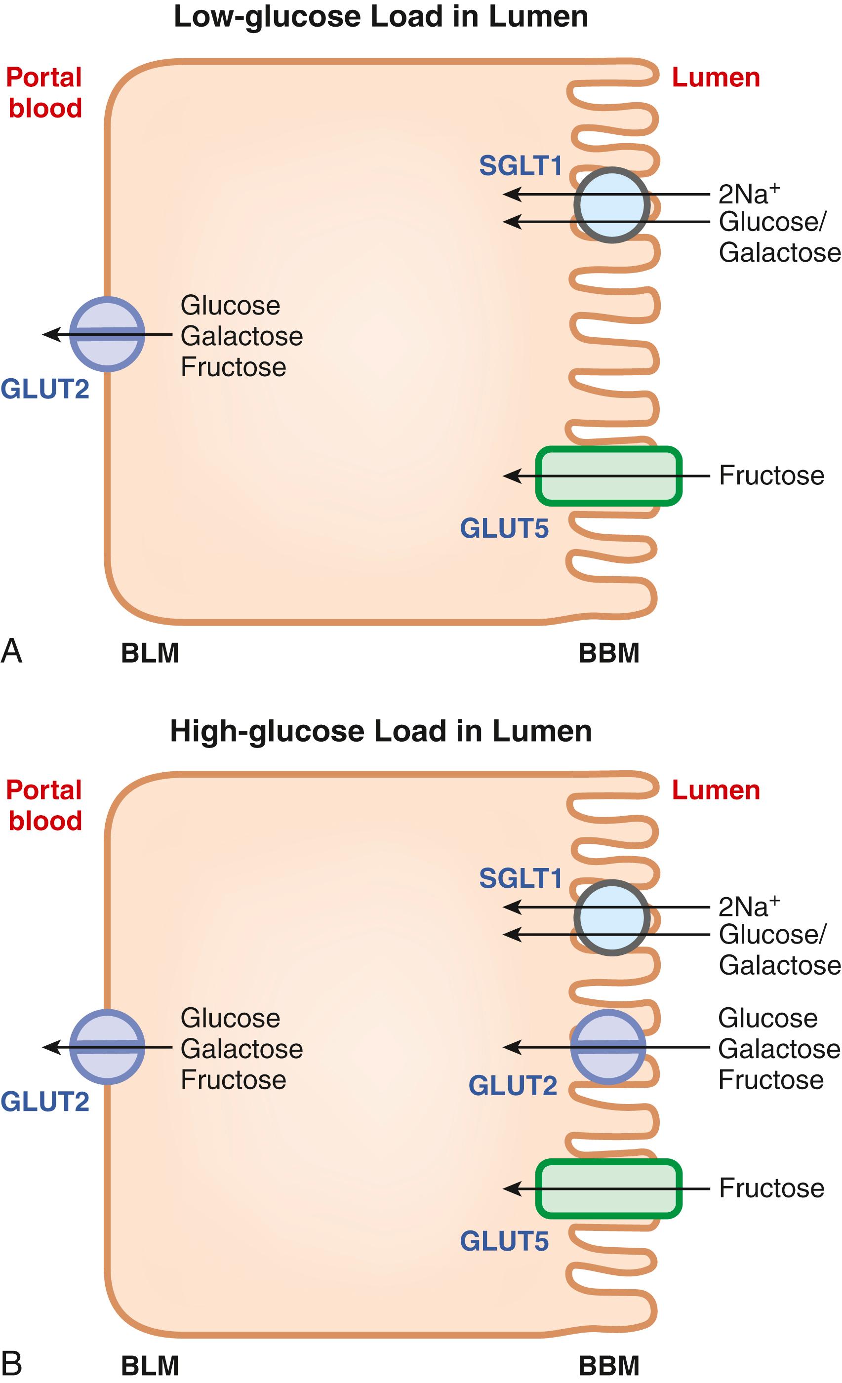 Fig. 102.5, Transport of monosaccharides across the enterocyte in the small intestine from lumen to portal blood under normal conditions (A) and under high-glucose load conditions (B). See text for details. BBM , brush-border membrane; BLM , basolateral membrane; GLUT2 , facilitative glucose transporter 2 (SLC2A2); GLUT5 , facilitative glucose transporter 5 (SLC2A5); SGLT1 , sodium-coupled glucose cotransporter 1 (SLC5A1).