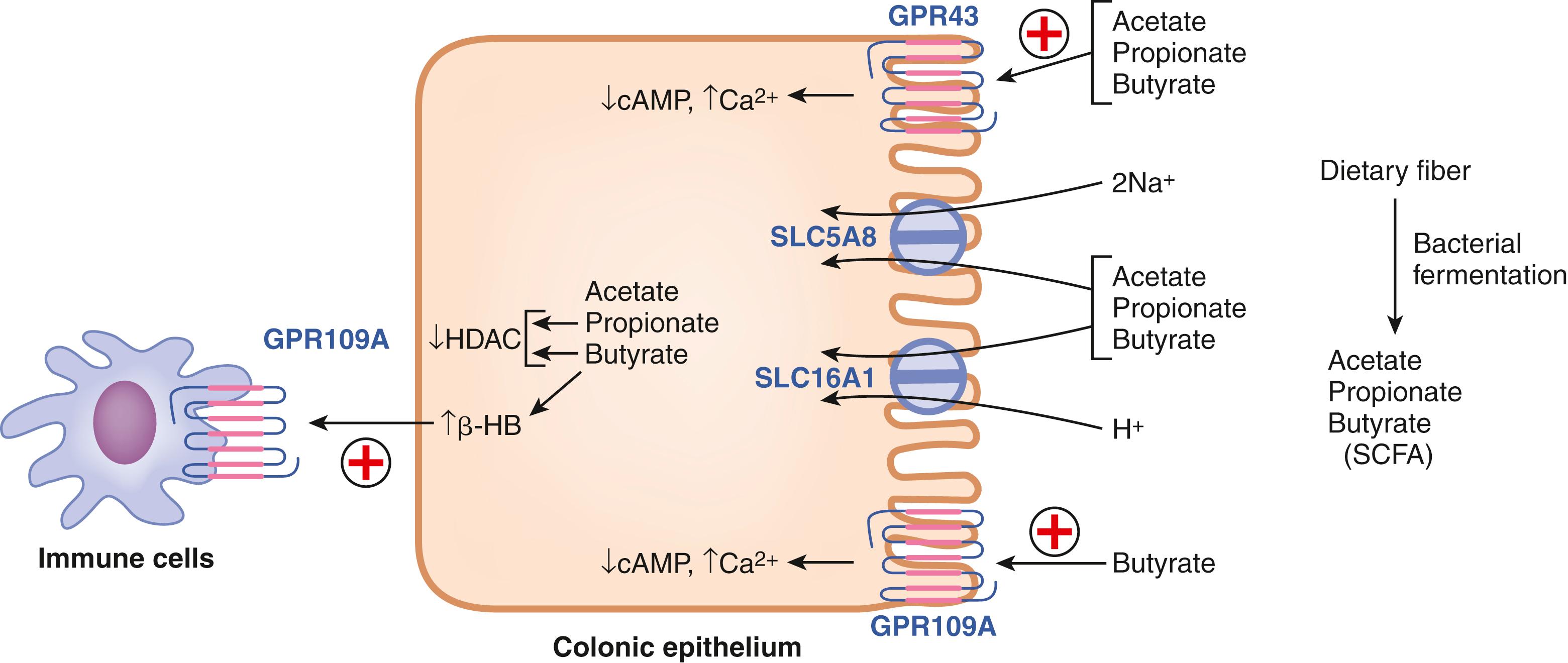 Fig. 102.6, Fermentation of dietary fiber by colonic bacteria, and the transport and biologic functions of the fermentation products in colonocytes and immune cells. See text for details. cAMP , cyclic AMP; GPR43 , cell-surface G-protein-coupled receptor for SCFA, also known as Free Fatty Acid Receptor FFAR2; GPR109A , cell-surface G-protein-coupled receptor for butyrate and β-hydroxybutyrate (β-HB); HDAC , histone deacetylases; SCFA , Short-chain fatty acids; SLC5A8 , solute-linked carrier, gene family 5A, member 8 (sodium-coupled monocarboxylate transporter SMCT1); SLC16A1 , (solute-linked carrier, gene family 16A, member 1 (proton-coupled monocarboxylate transporter MCT1).