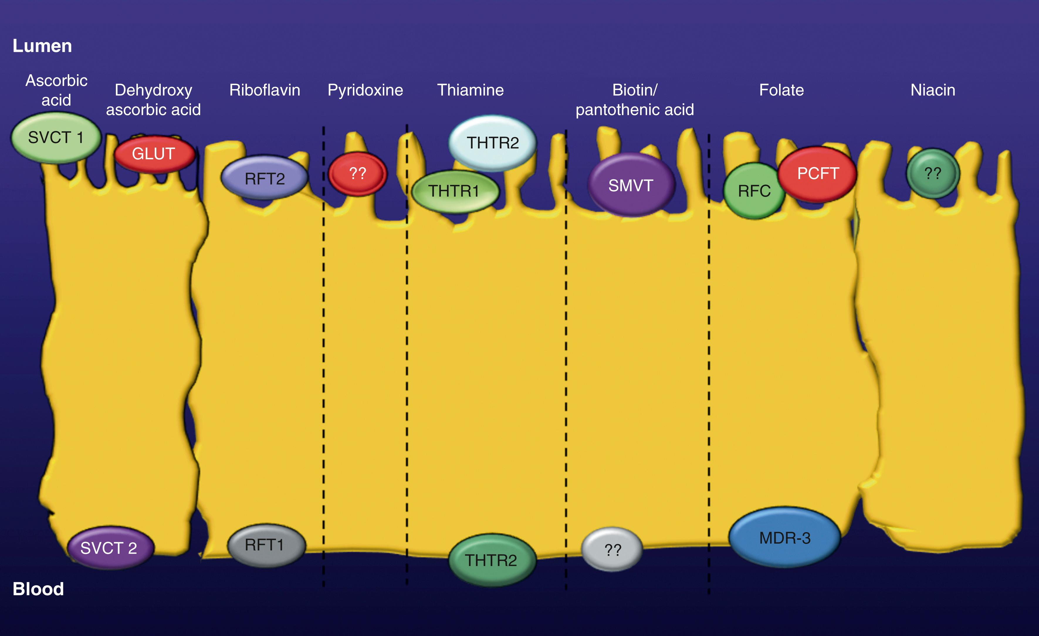 Fig. 103.1, Membrane transporters involved in the absorption of dietary water-soluble vitamins in the small intestine. The diagram shows localization of transporters for water-soluble vitamins at the BBM and BLM domains of polarized enterocytes.