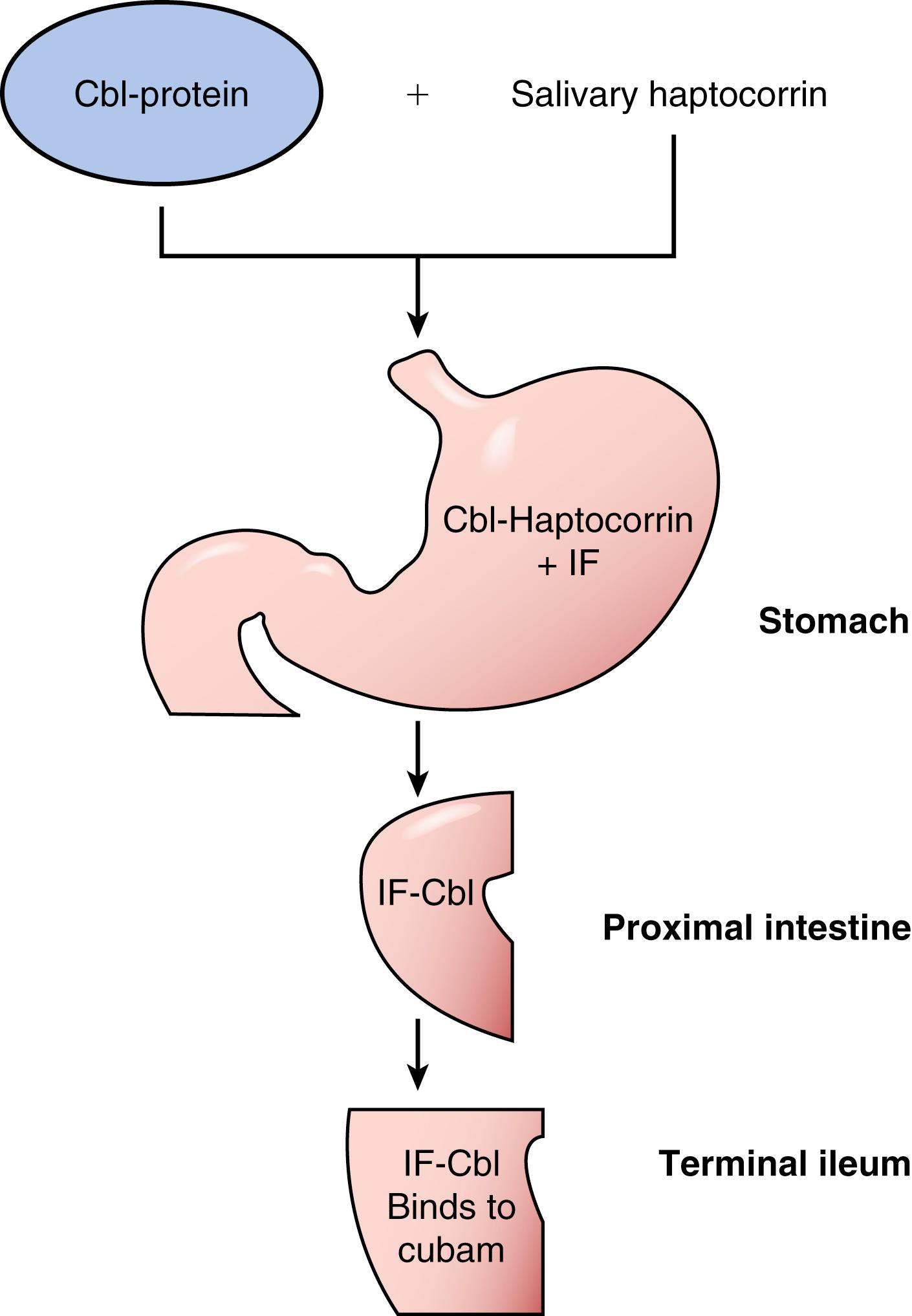 Fig. 103.5, Digestion and luminal processing of dietary cobalamin.