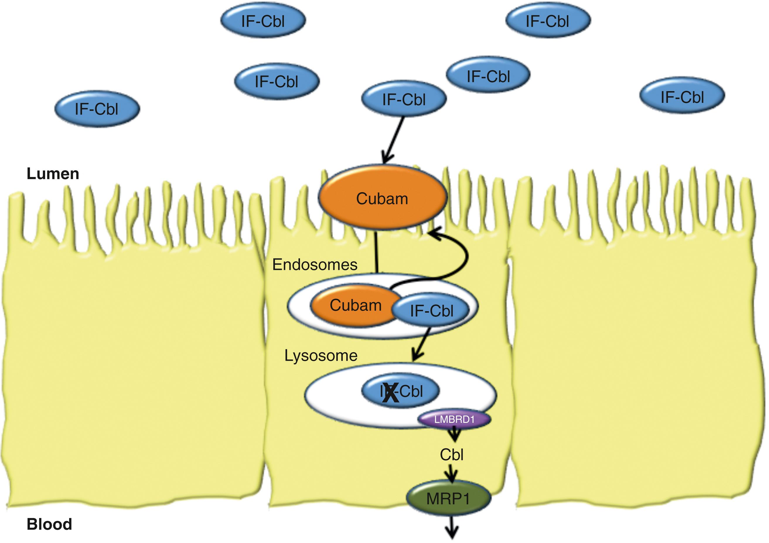 Fig. 103.6, Uptake of intrinsic factor–cobalamin by ileal enterocytes.