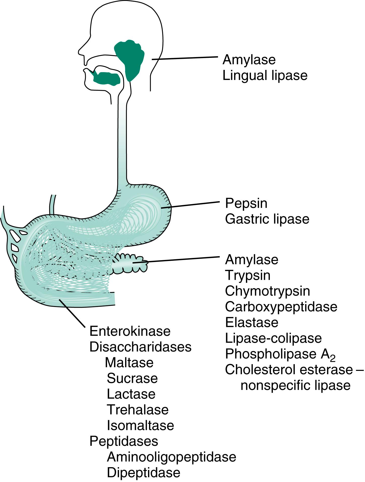 Fig. 11.1, Source of the principal luminal and membrane-bound digestive enzymes.