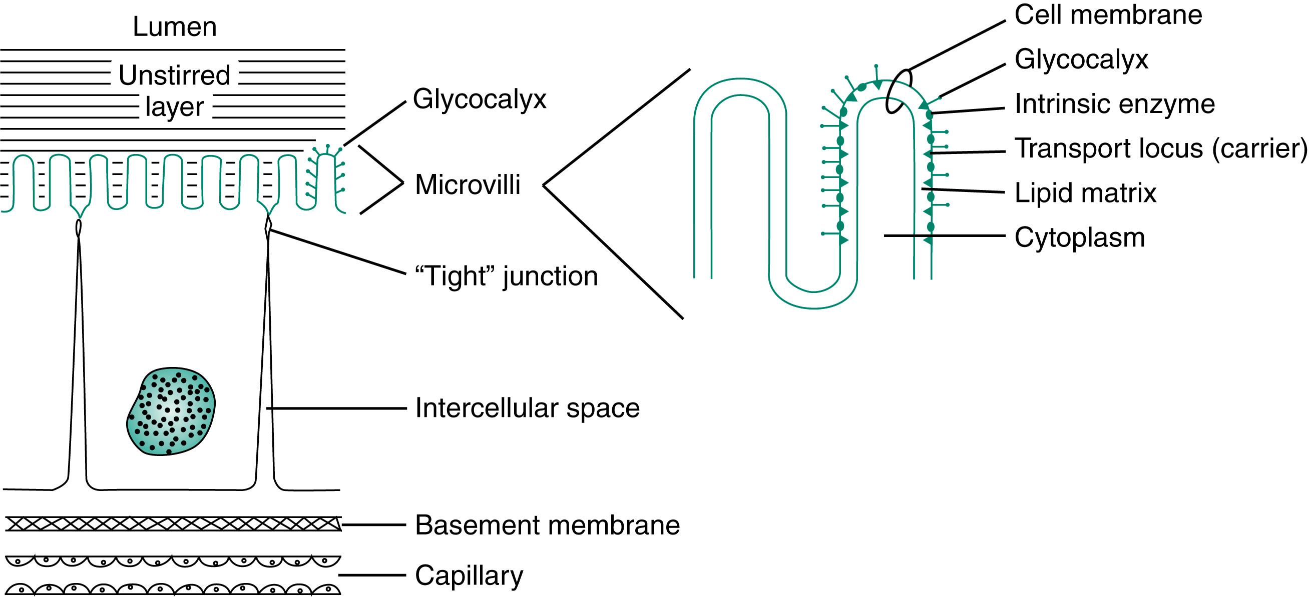 Fig. 11.2, Mucosal barrier. Solutes moving across the enterocyte from the intestinal lumen to the blood must traverse an unstirred layer of fluid, a glycocalyx, the apical membrane, the cytoplasm of the cell, the basolateral cell membrane, the basement membrane, and finally the wall of the capillary of the lymphatic vessel. Microvilli are morphologic modifications of the cell membrane that comprise the brush border. The importance of this region in the digestion and absorption of nutrients is depicted by the enlarged microvillus, which illustrates the spatial arrangement of enzymes and carrier molecules.