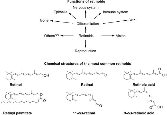 Fig. 50.2, Structures of the major retinoids and physiological functions of the retinoids.