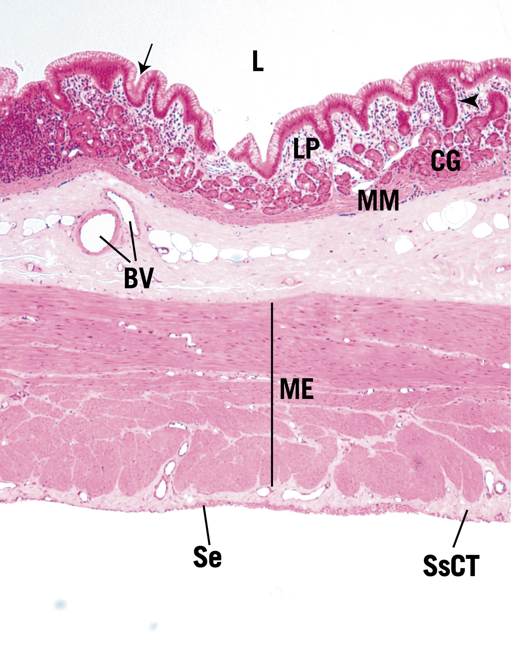 Fig. 17.13, This very-low-magnification photomicrograph displays the gastric pit (arrow) opening into the lumen (L) of the cardiac stomach. The lamina propria (LP) and its cardiac glands (CG), and the muscularis mucosae (MM) are clearly evident. The blood vessels (BV) of the submucosa (SM) and of the muscularis externa (ME) are easily identifiable. Note the presence of the serosa (S) and the subserous connective tissue (SsCT). (×56)
