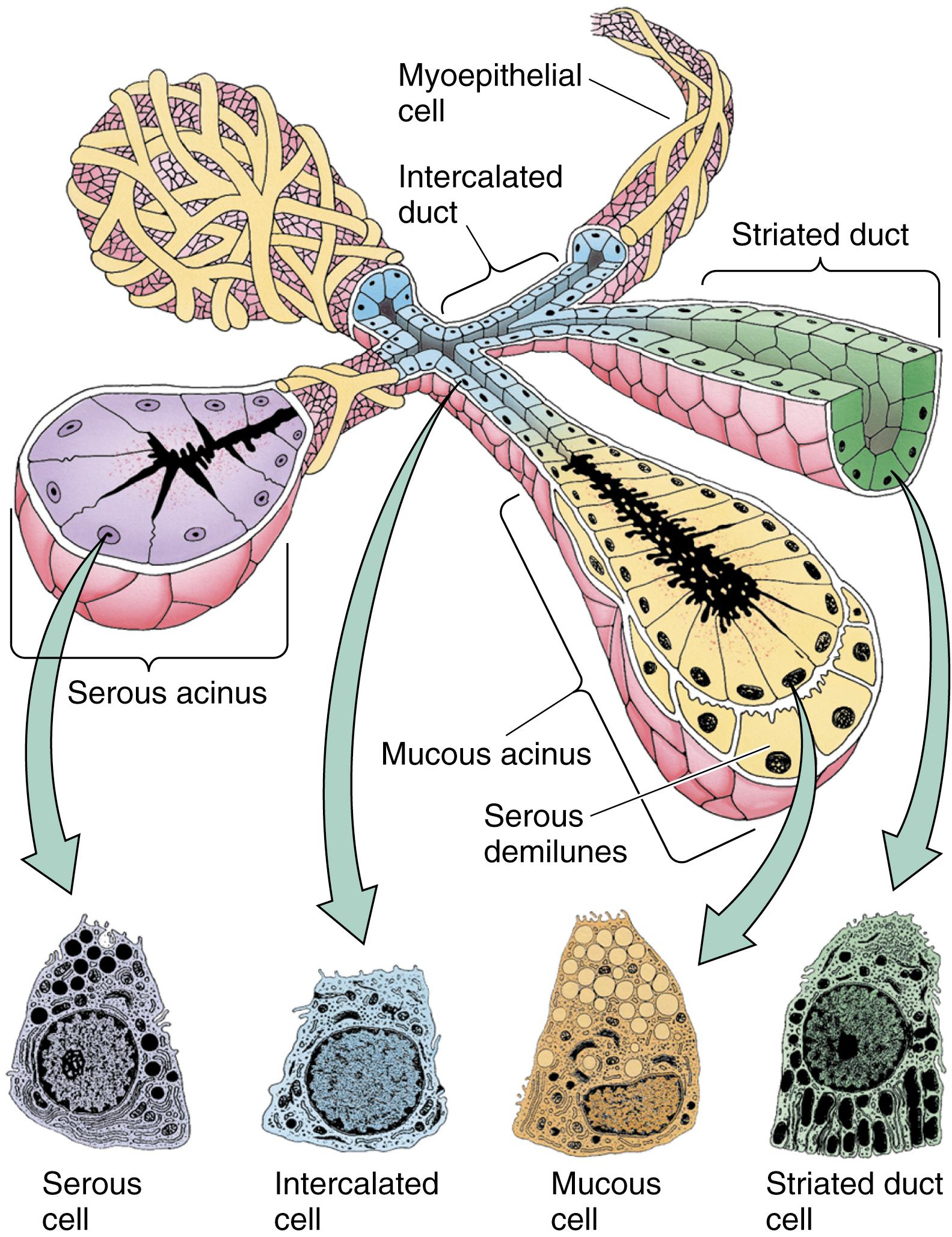 Fig. 18.1, Schematic diagram of salivary gland acini, ducts, and cell types.