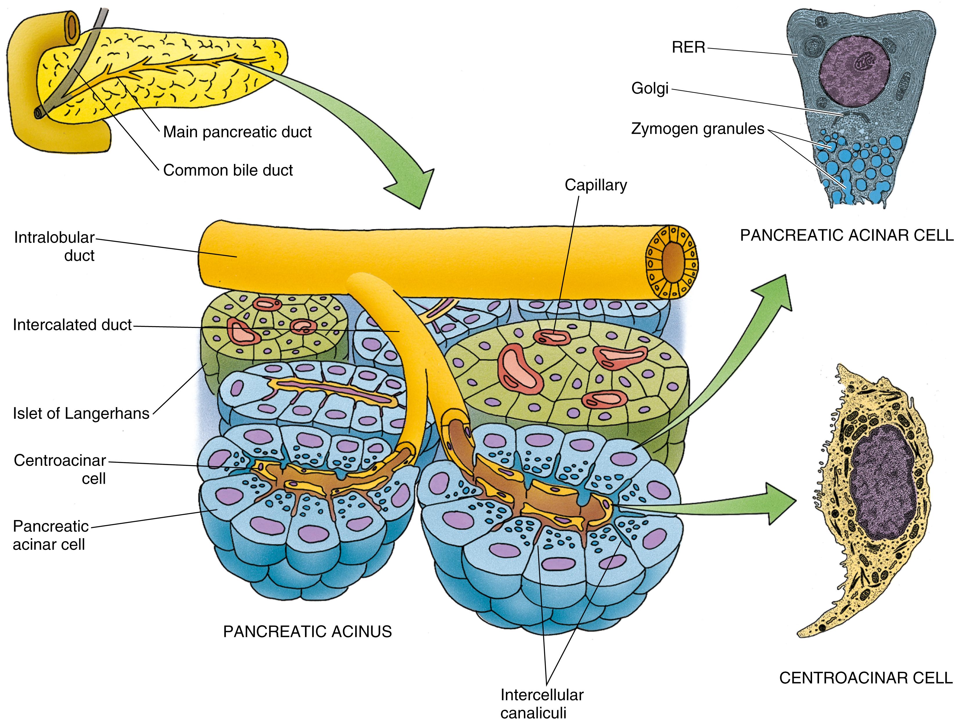 Fig. 18.11, Schematic diagram of the pancreas displaying secretory acini, their cell types, and the endocrine islets of Langerhans. RER, Rough endoplasmic reticulum.