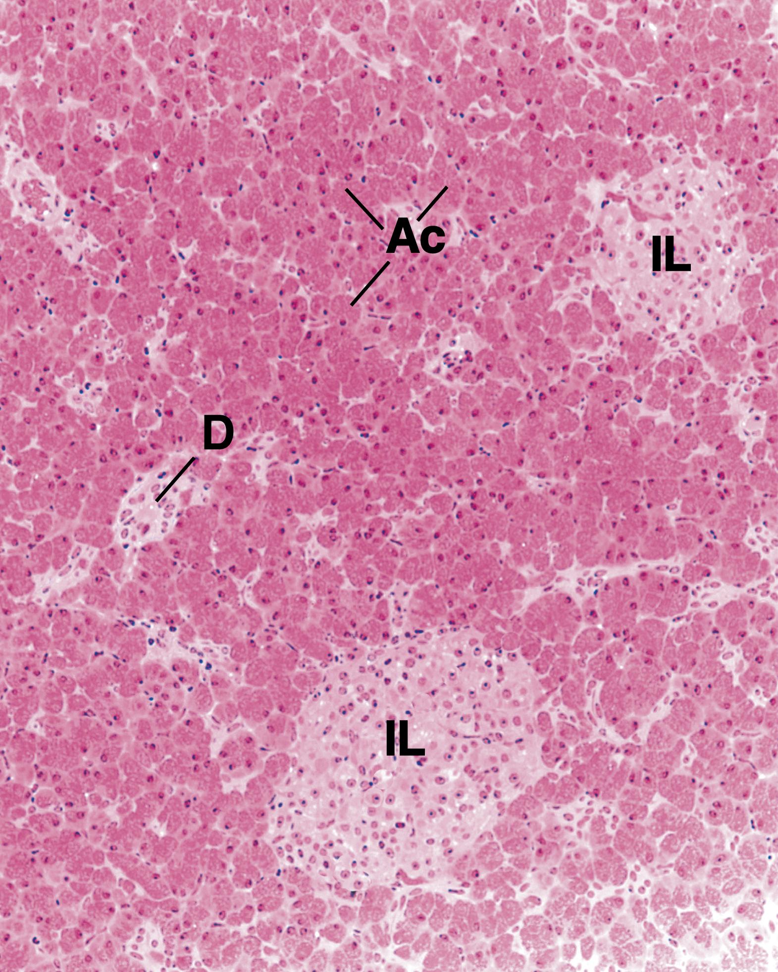 Fig. 18.12, This low-magnification photomicrograph displays the exocrine portion of the pancreas, the secretory acini (Ac), some of the duct system (D), the endocrine portion, and the islets of Langerhans (IL). (×132)