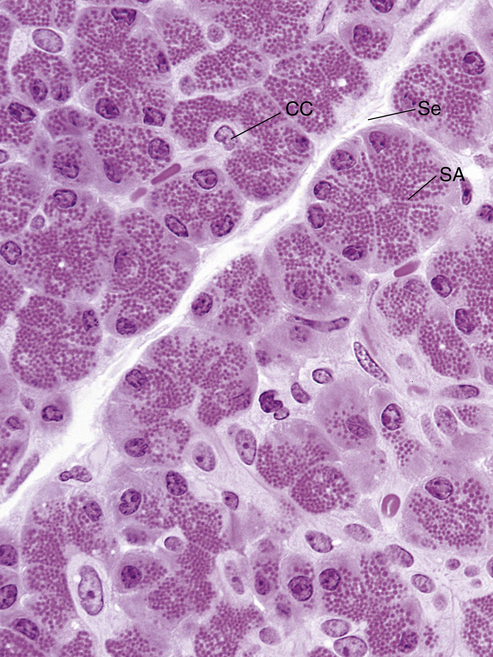 Fig. 18.13, Photomicrograph of the monkey exocrine pancreas. Observe that the acini in section appear to be round structures, and much of the acinar cells have many secretory granules, known as zymogen granules . CC, Centroacinar cell; Se, septum; SA, serous acinus. (×540)