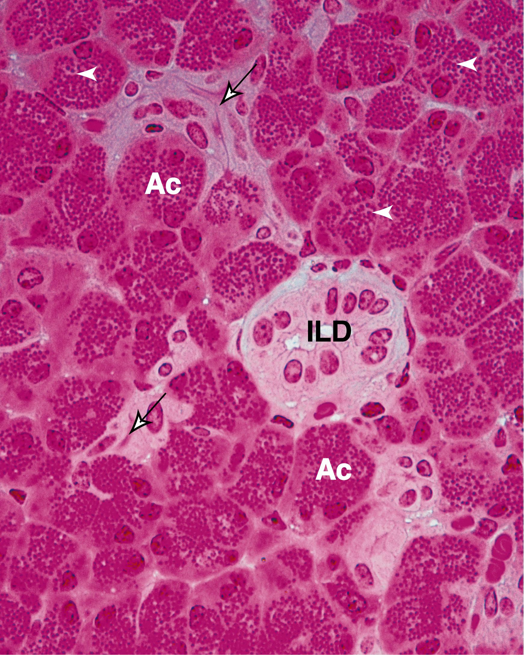 Fig. 18.14, Observe that at high magnification the intercalated ducts (arrows) , which deliver their contents into the interlobular ducts (ILD), are occasionally evident. Observe that the cells of the acini (Ac) are packed with secretory granules (arrowheads) . (×540)