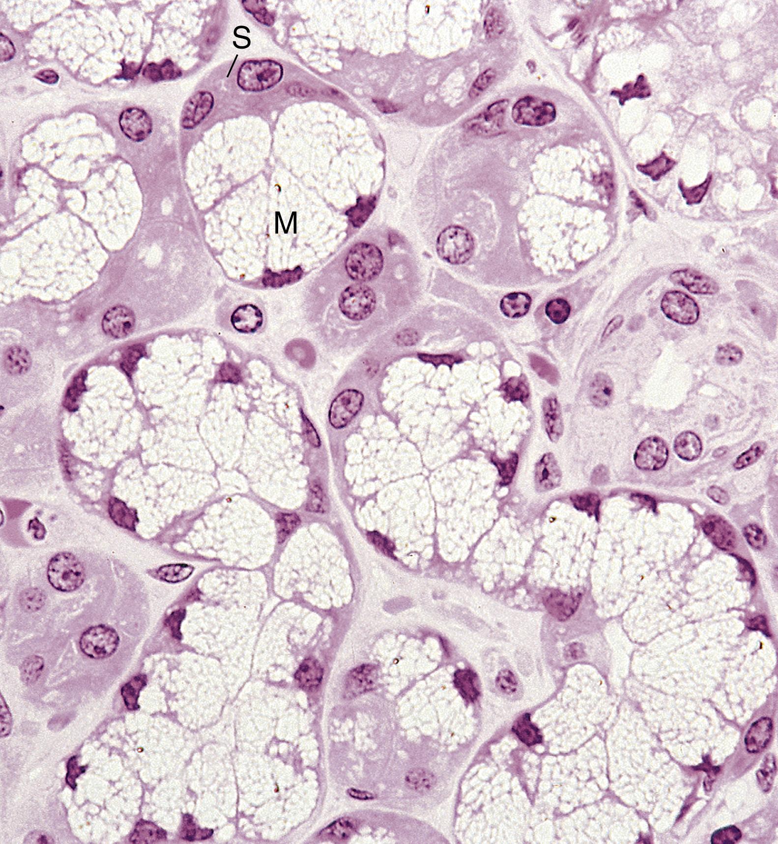 Fig. 18.2, Photomicrograph of the monkey sublingual gland displaying mucous acini (M) with serous demilunes (S). Note that serous demilunes may be fixation artifacts. (×540)
