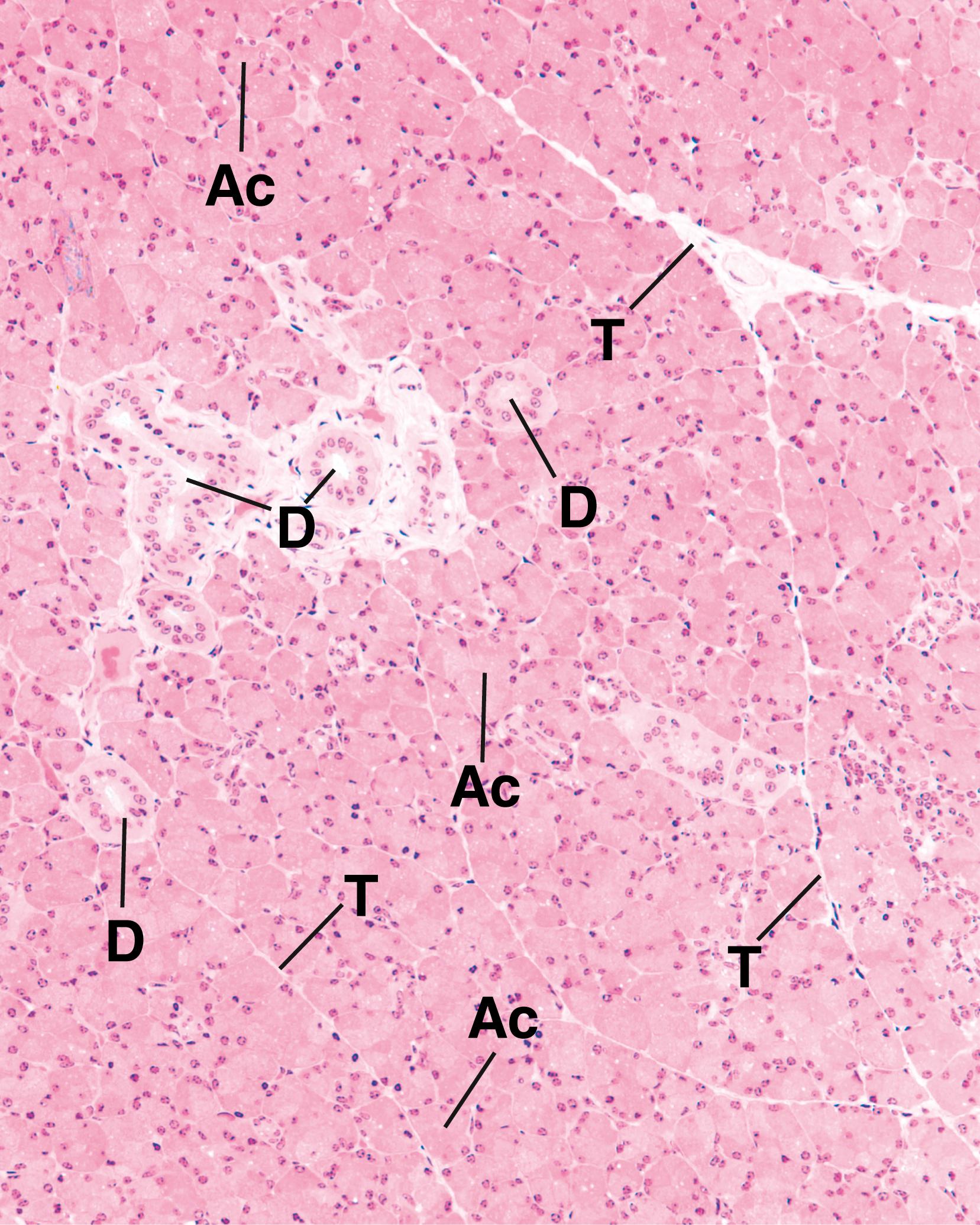Fig. 18.4, This low-magnification photomicrograph of the parotid gland lobe displays how the septa (T) subdivide the gland into lobules. Note that the acini (Ac) are composed of serous cells with round nuclei. The numerous ducts deliver the saliva into the oral cavity. (×132)