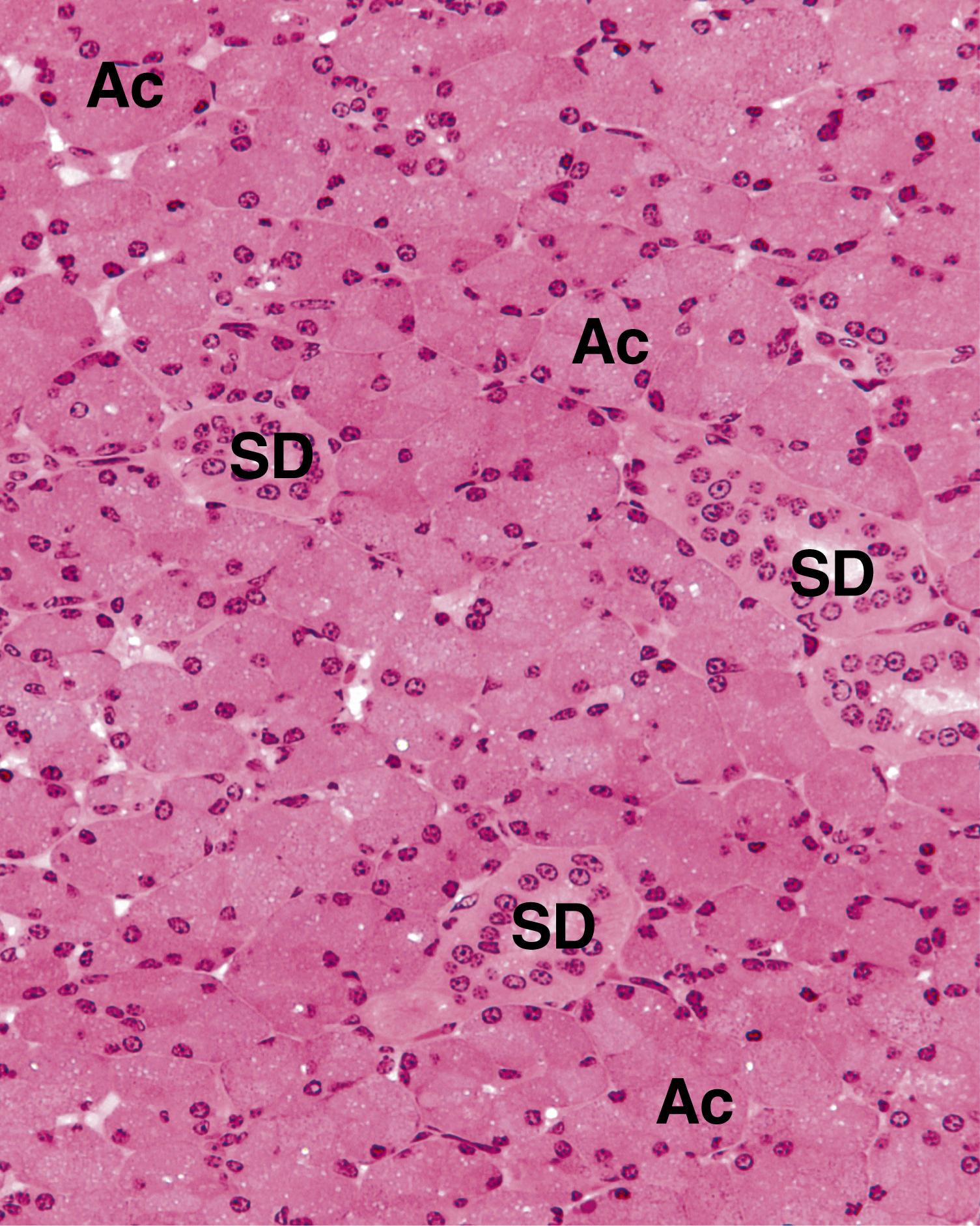 Fig. 18.5, This is a medium magnification of a parotid gland lobule displaying that the cells of the acini (Ac) possess basally located round nuclei. The striated ducts (SD) are characterized by round nuclei located near the center of the cells composing the duct and by the scant amount of connective tissue surrounding them. (×270)