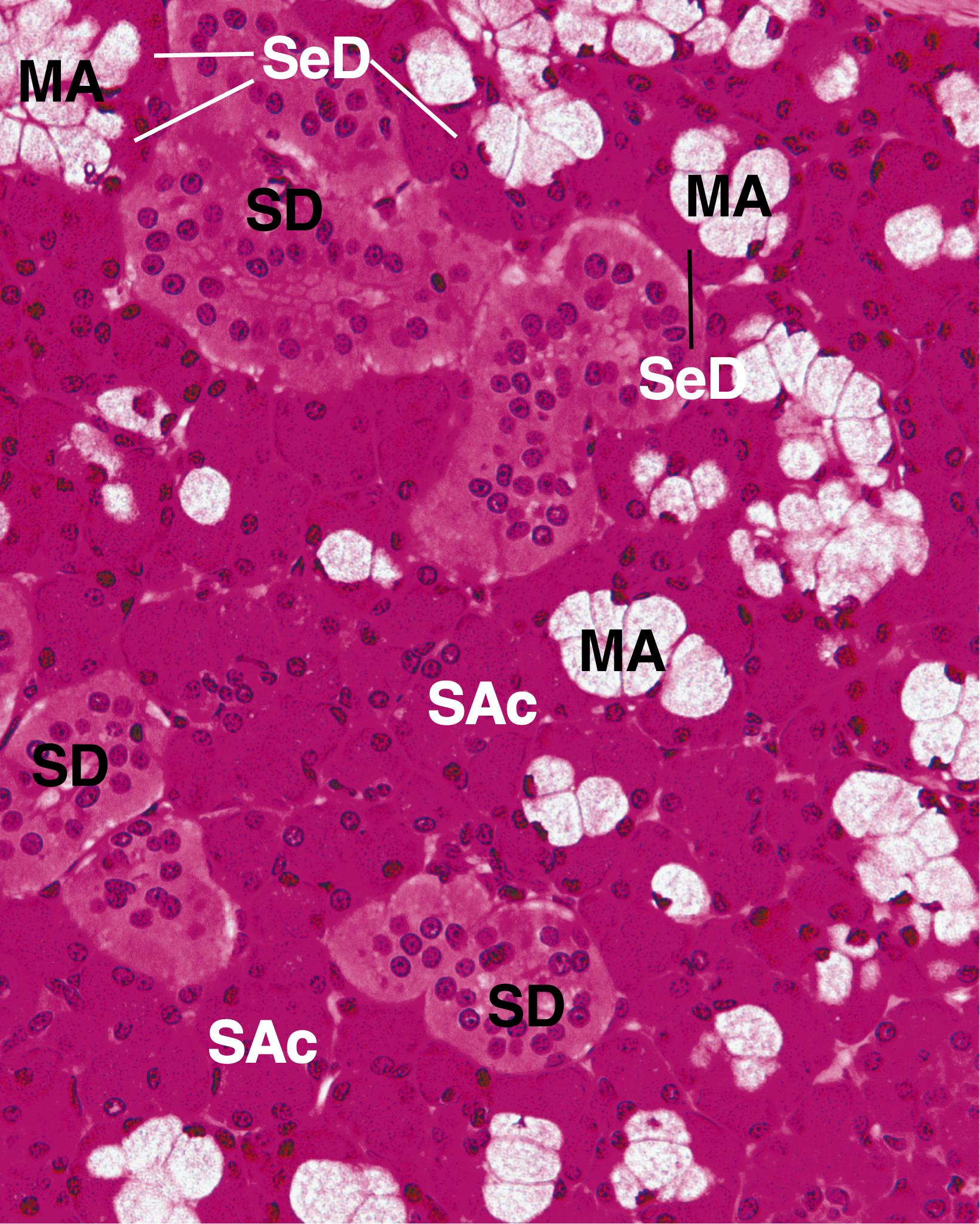 Fig. 18.9, The submandibular gland produces mainly serous saliva. Accordingly, most of its acini are serous (SAc) with some mucous tubules (MA) capped with serous demilunes (SeD). One of the most characteristic features of the submandibular gland is the presence of a large number of striated duct (SD) profiles. (×270)