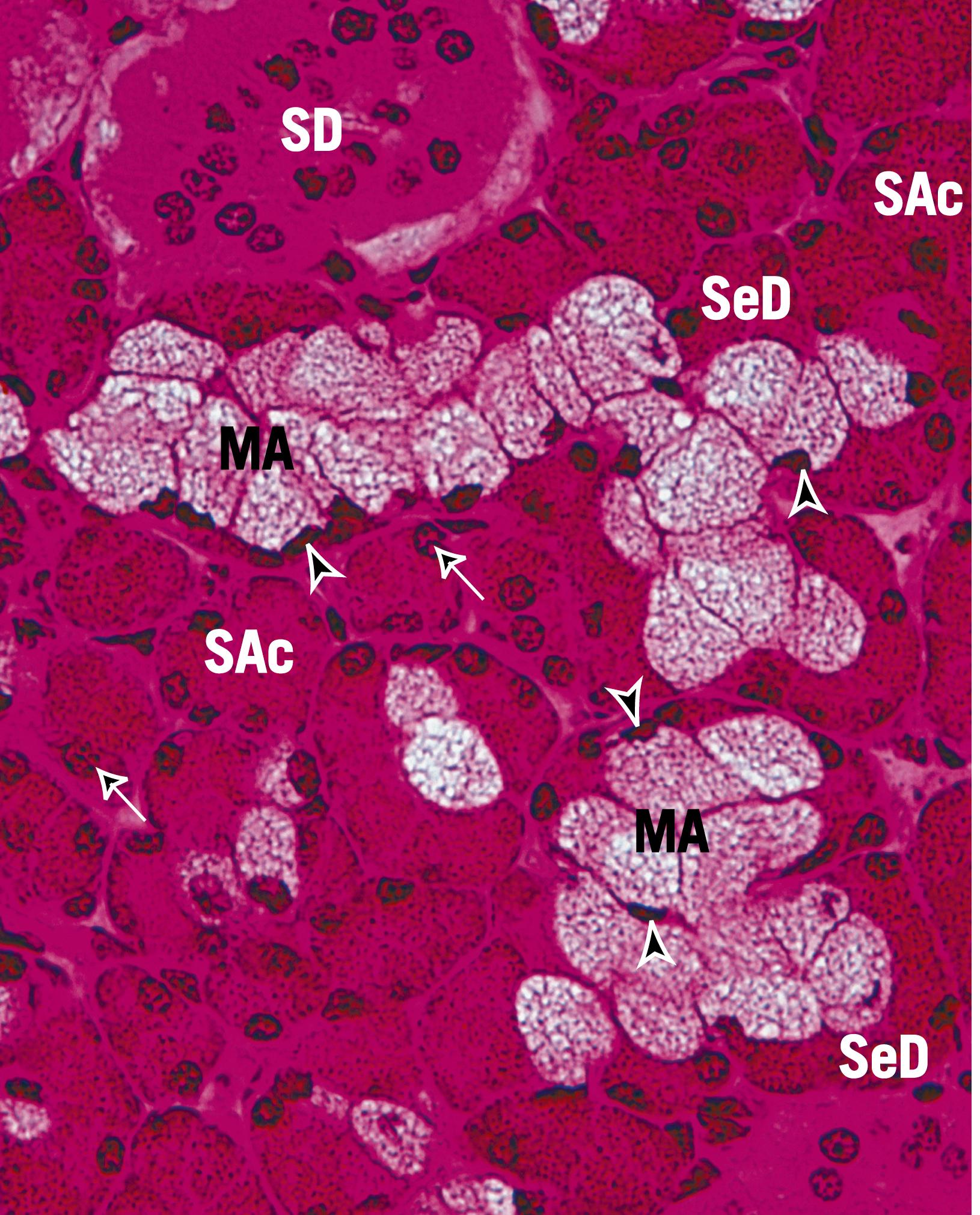 Fig. 18.10, This high-magnification photomicrograph of the submandibular gland demonstrates the flattened nuclei of the mucous cells (arrowheads) in contrast with the round nuclei of the serous cells (arrows) . Observe the numerous serous acini (SAc), as well as the serous demilunes (SeD) capping the mucous acini (MA). (×270)