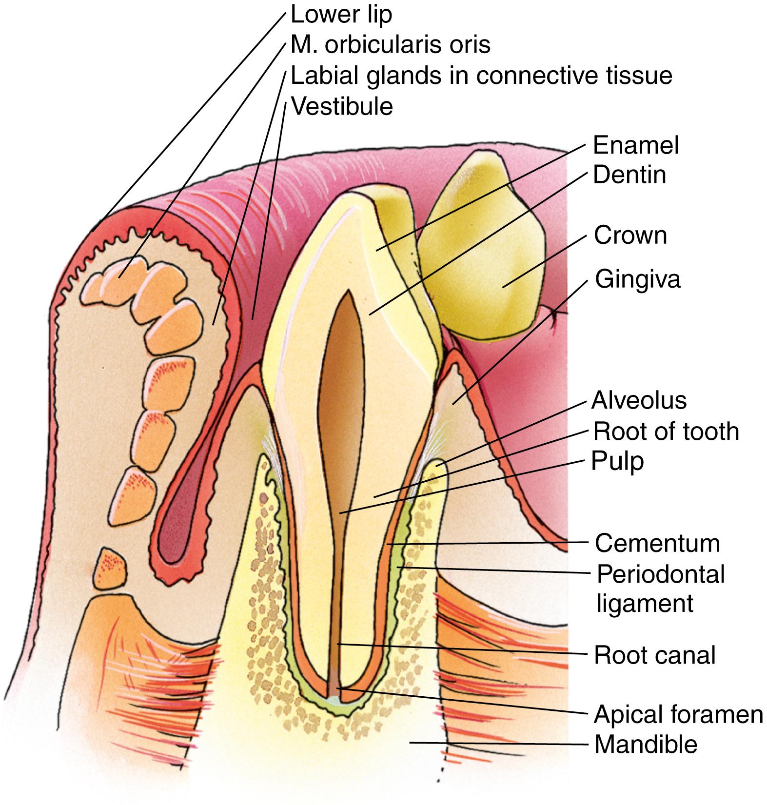 Fig. 16.2, Schematic diagram of a tooth in the oral cavity. Note the location of the vestibule between the lip and the labial aspect of the enamel of the tooth and gingiva, as well as the oral cavity on the buccal aspect of the teeth and gingiva.