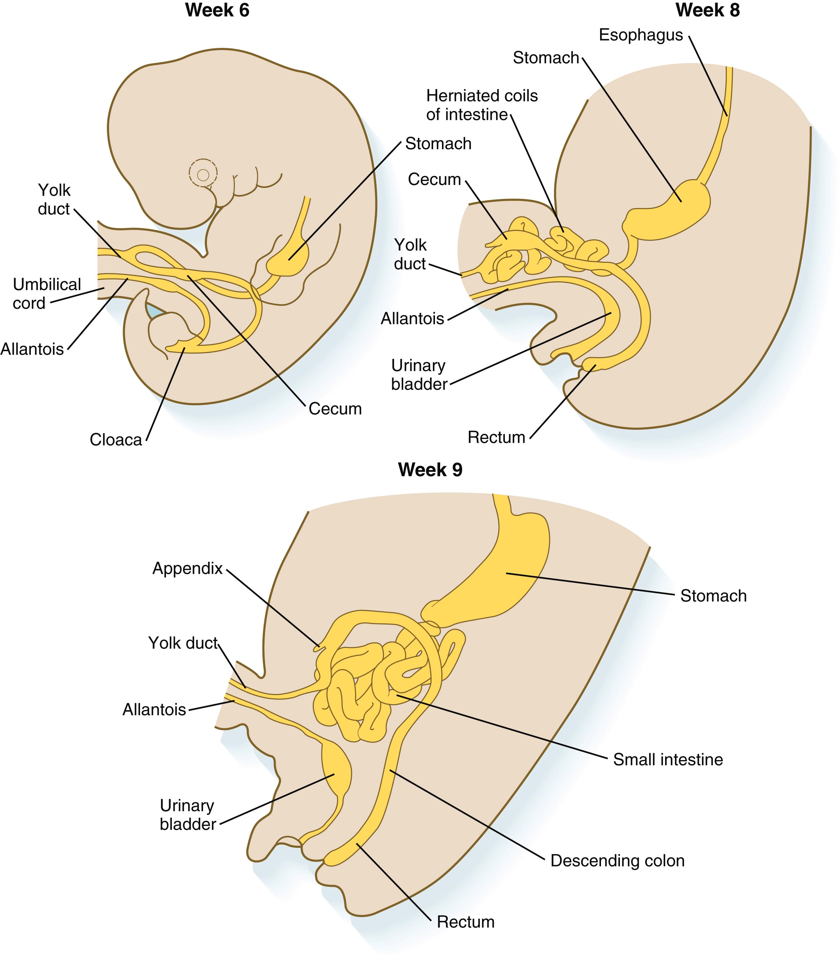 Fig. 15.11, Stages of herniation of the intestines into the body stalk and their return.