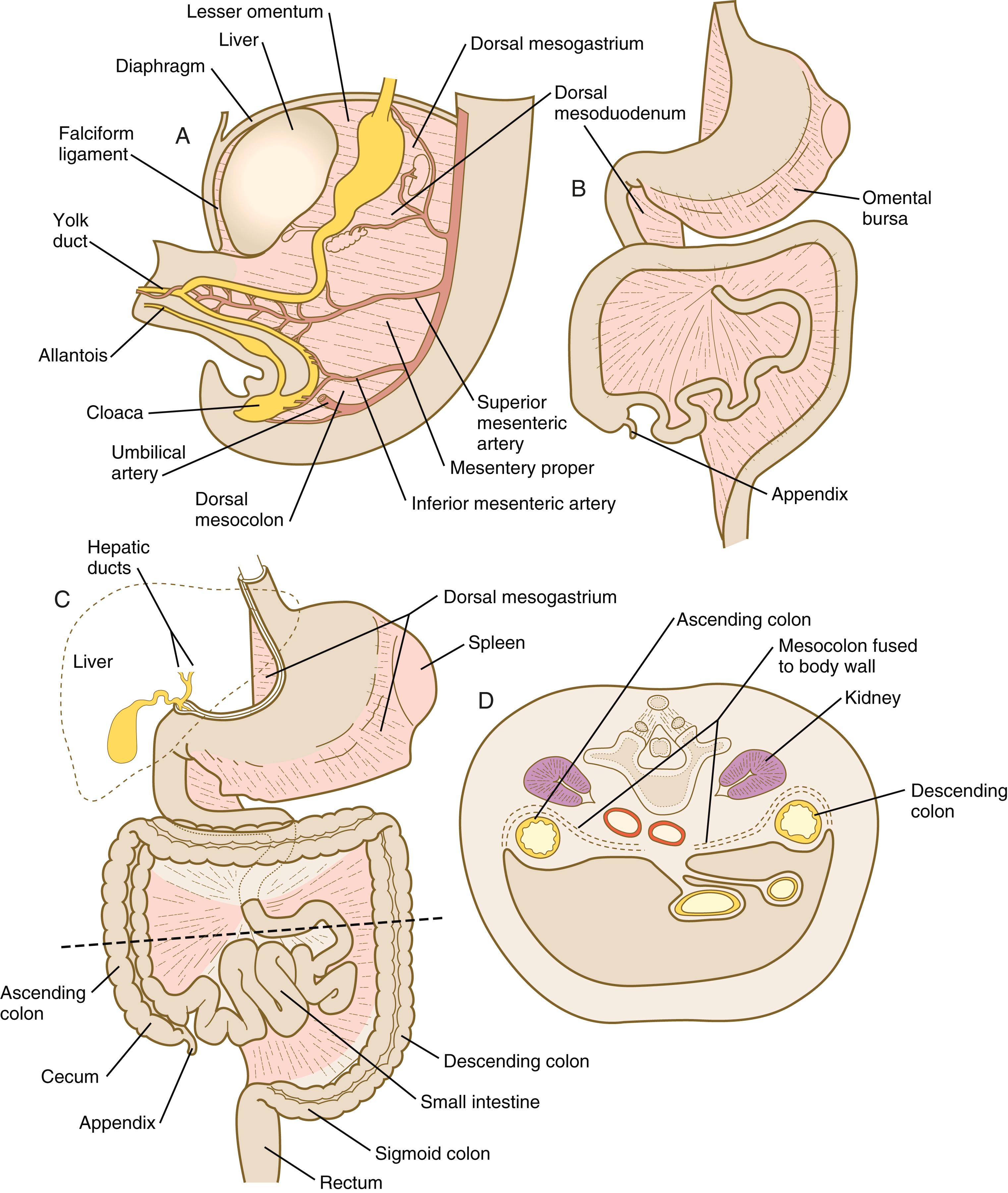 Fig. 15.12, Stages in the development of the mesenteries.