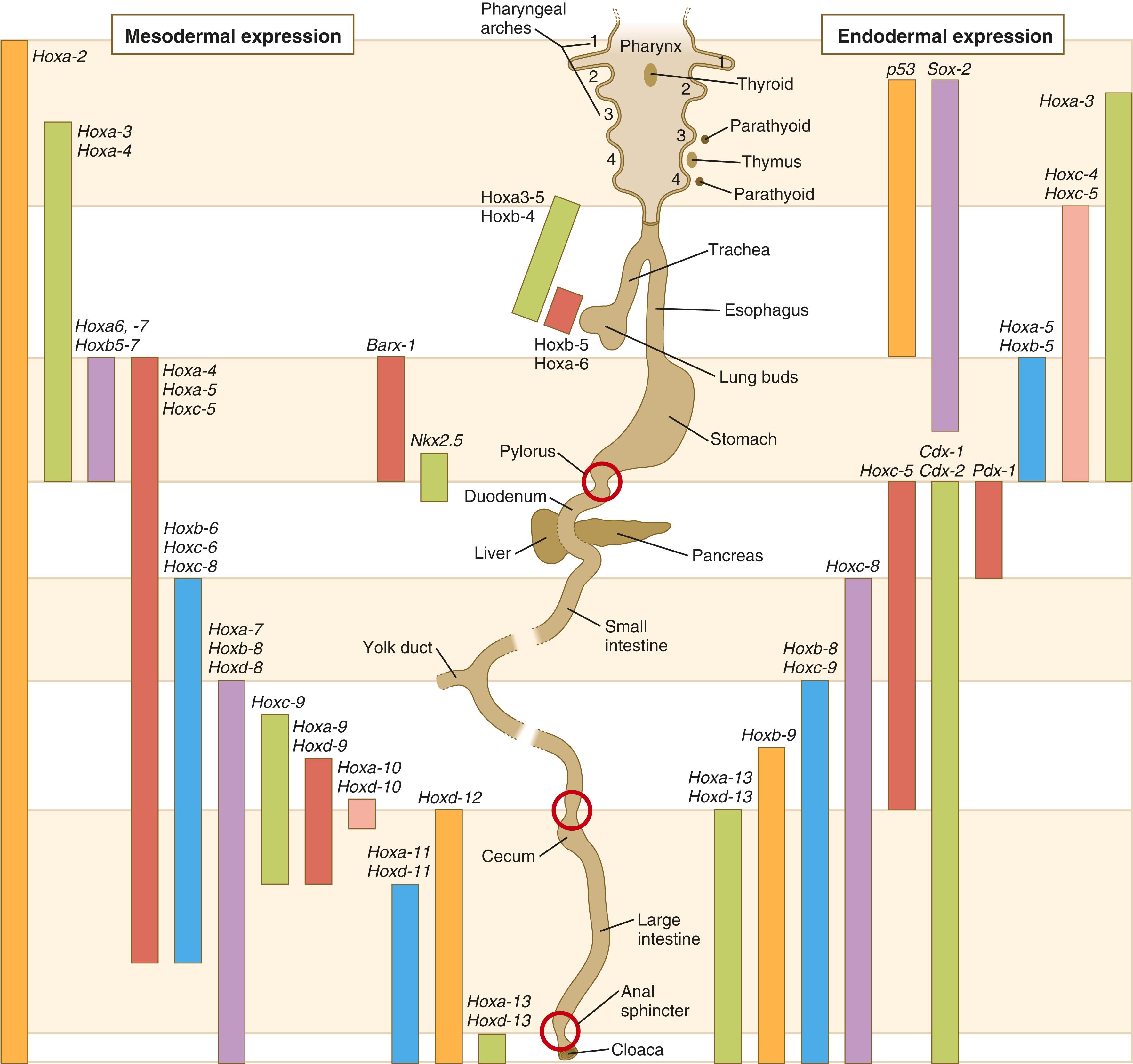 Fig. 15.2, Hox gene expression along the developing digestive tract.