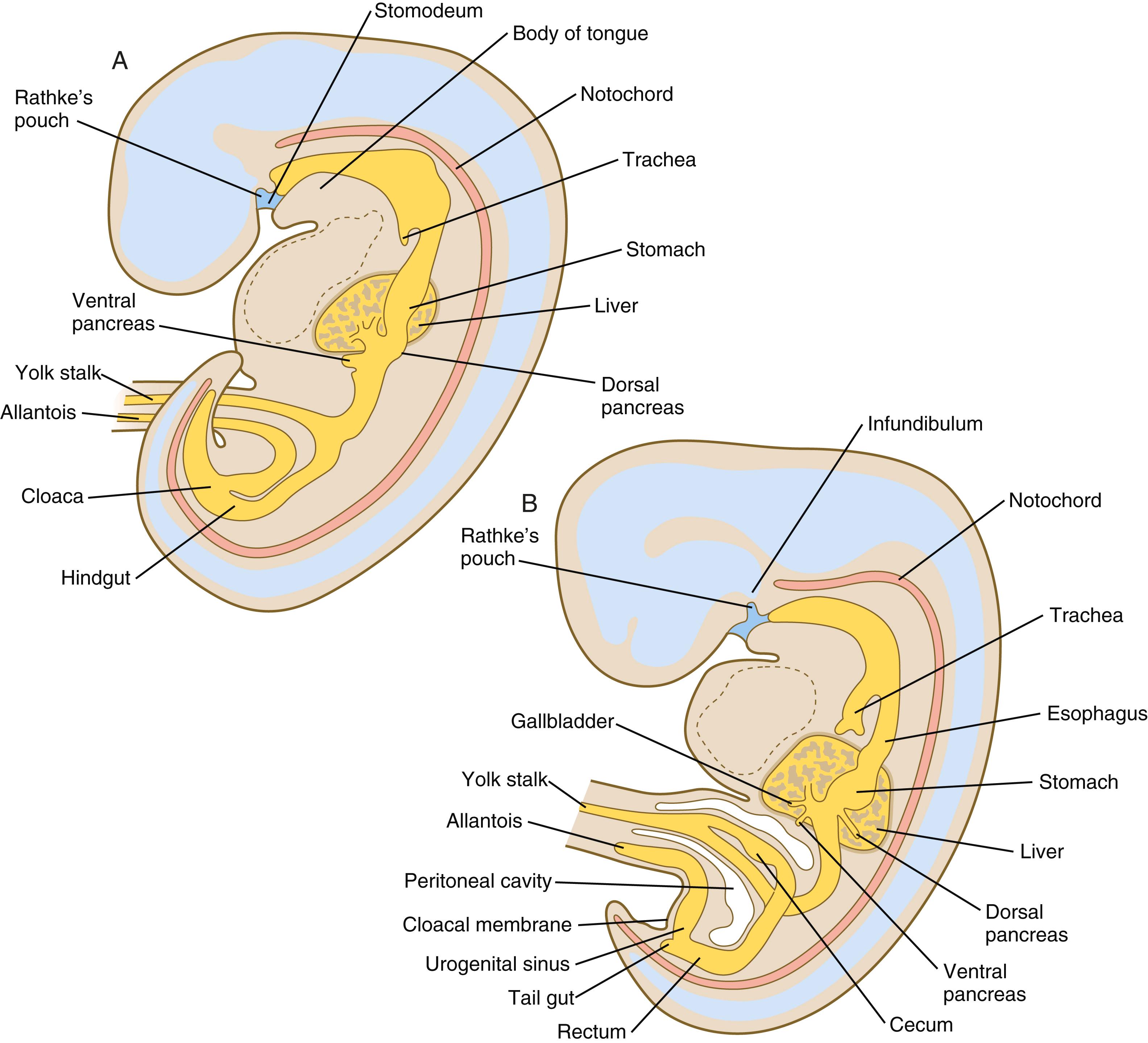 Fig. 15.3, Early stages in the formation of the digestive tract as seen in sagittal section.