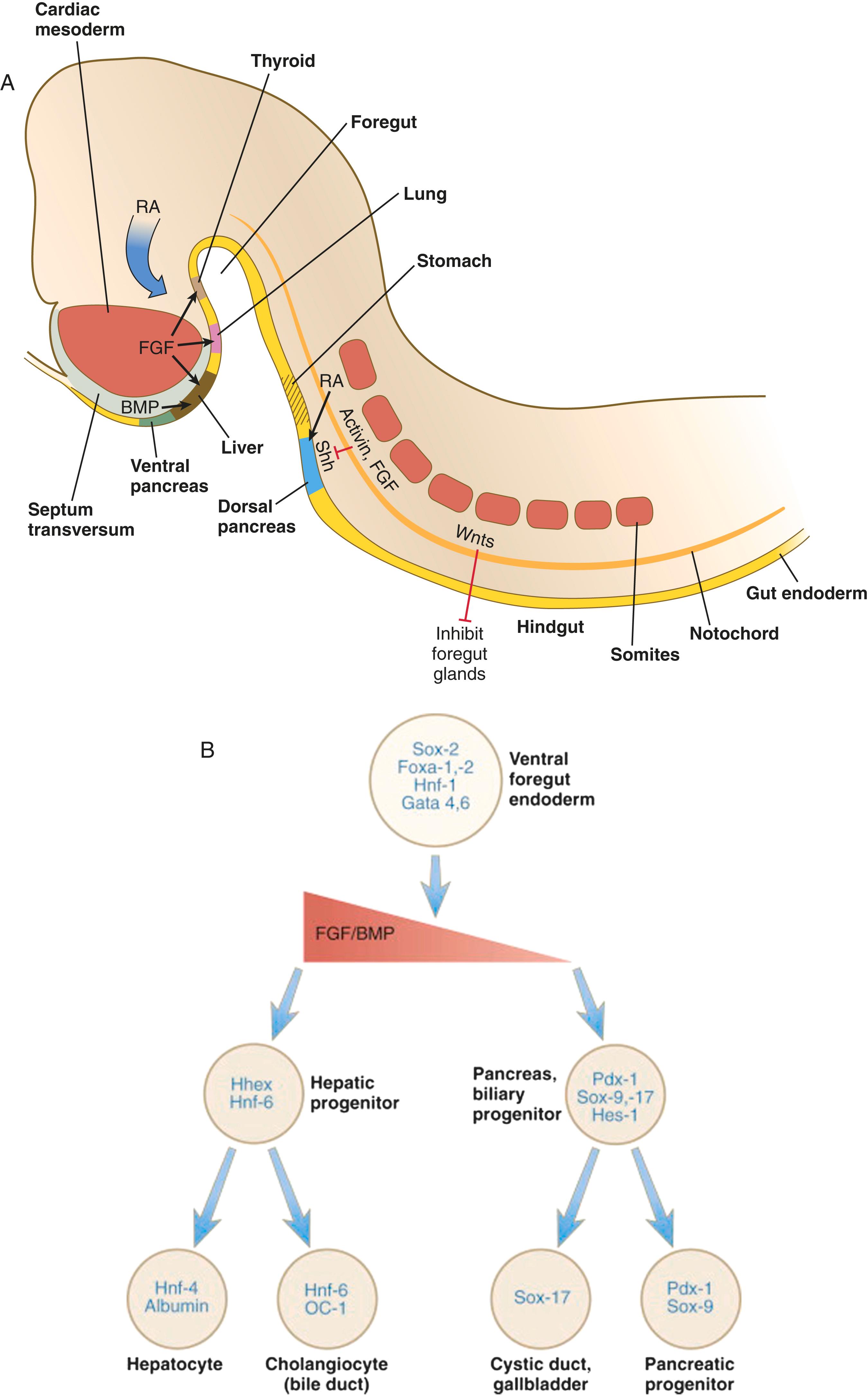 Fig. 15.4, (A) Major signaling events involved in the induction of glands arising from gut endoderm. (B) Some of the important transcription factors expressed at early stages of development of the liver and pancreas. The red wedge represents the gradient of fibroblast growth factor (FGF) and bone morphogenetic protein (BMP), which are required in high concentrations for formation of the liver and in low concentration for pancreatic development. RA , Retinoic acid; shh , sonic hedgehog.