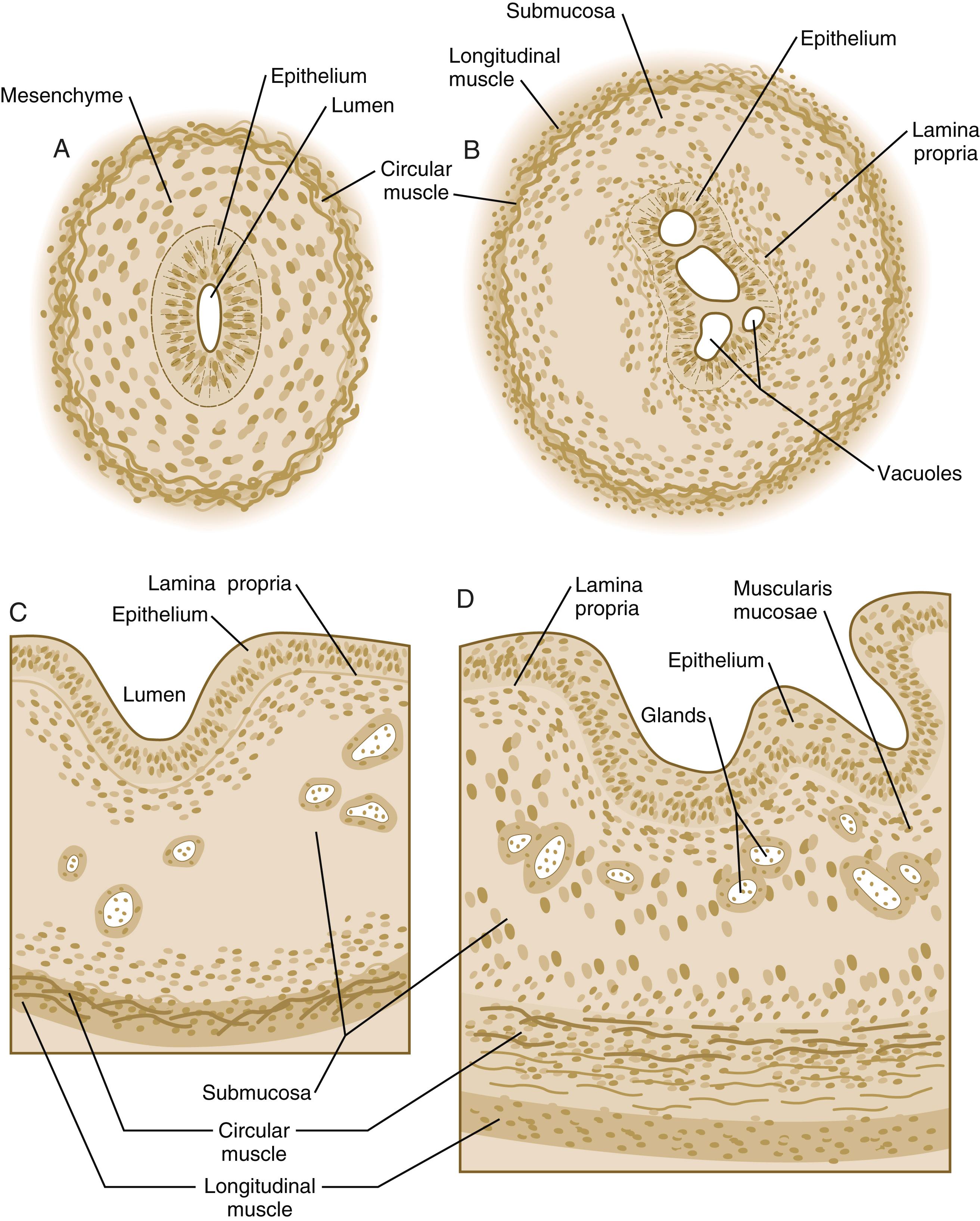 Fig. 15.5, Stages in the histogenesis of the esophagus.