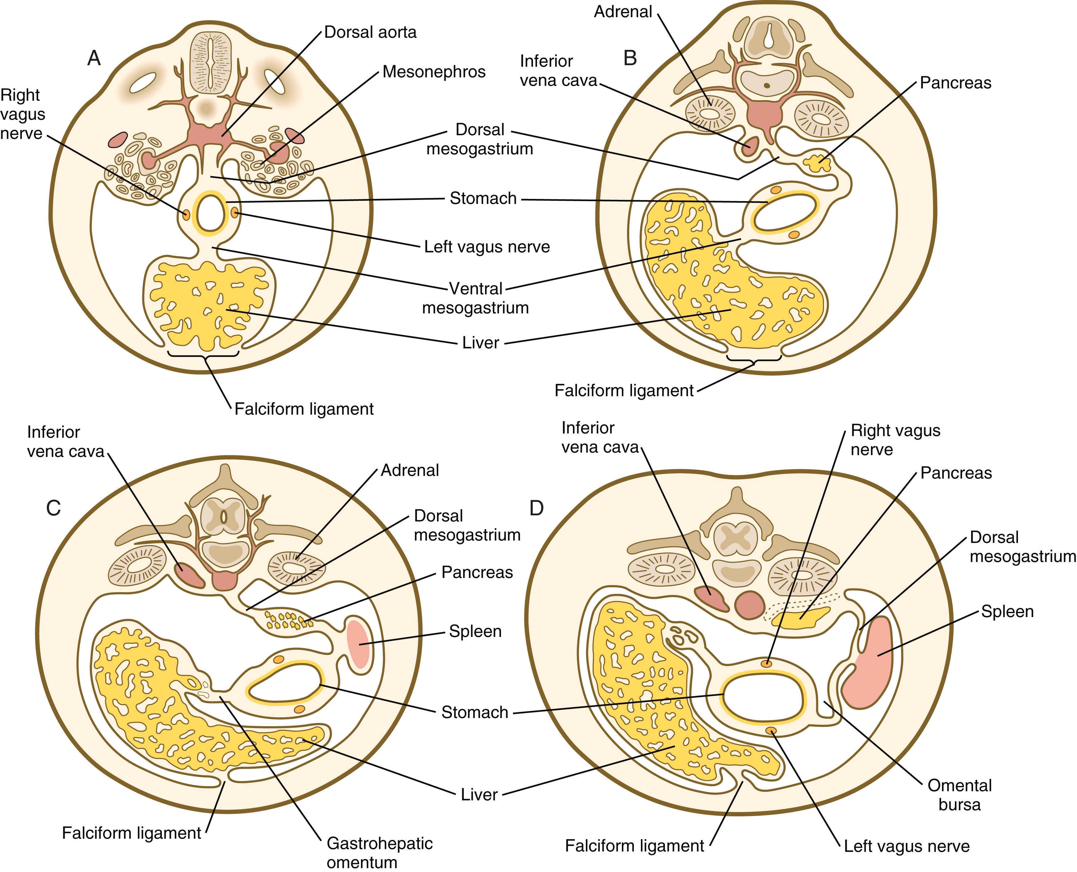 Fig. 15.6, (A) to (D) Cross sections through the level of the developing stomach, showing changes in the relationships of the mesenteries as the stomach rotates.