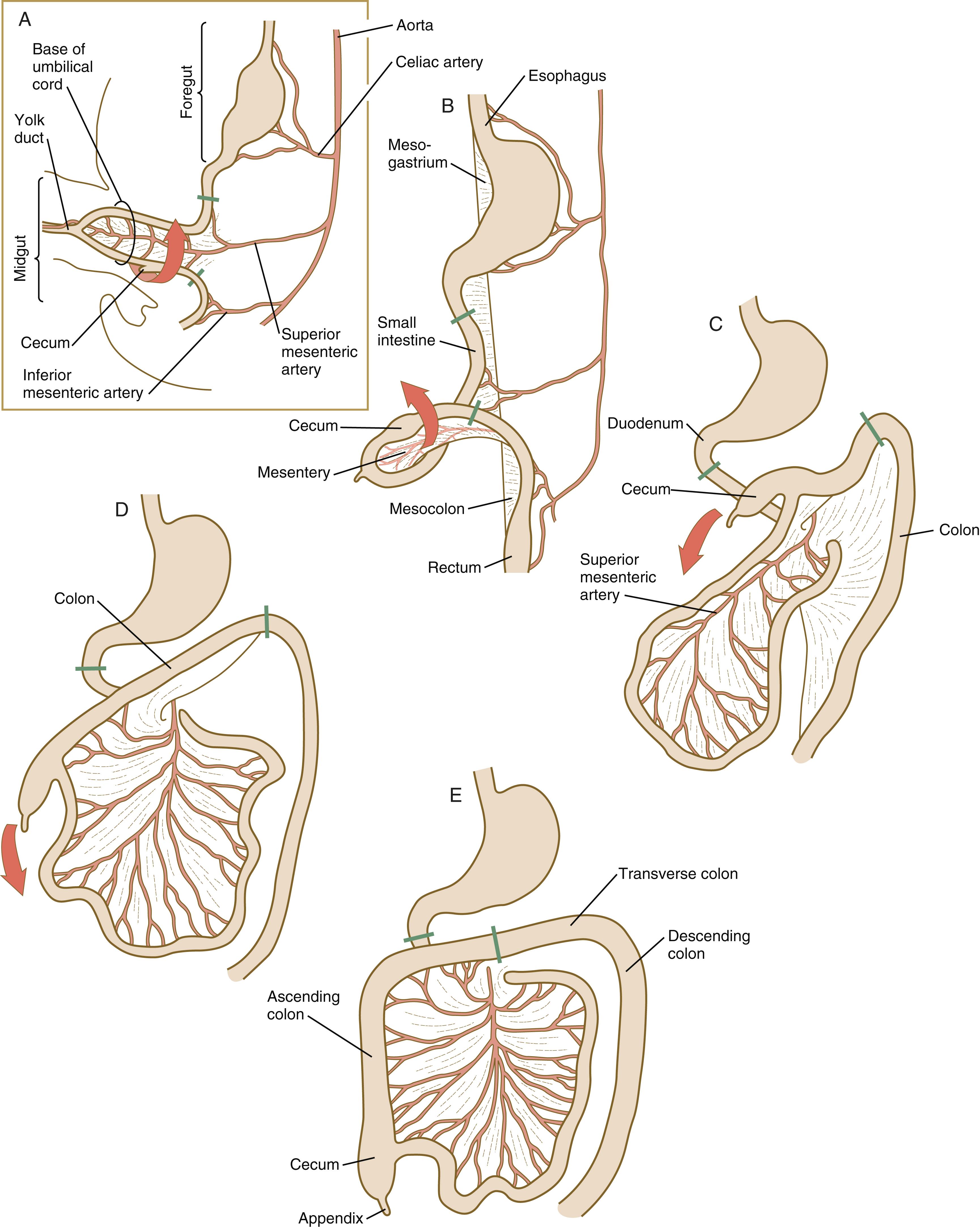 Fig. 15.7, Stages in the development and rotation of the gut.