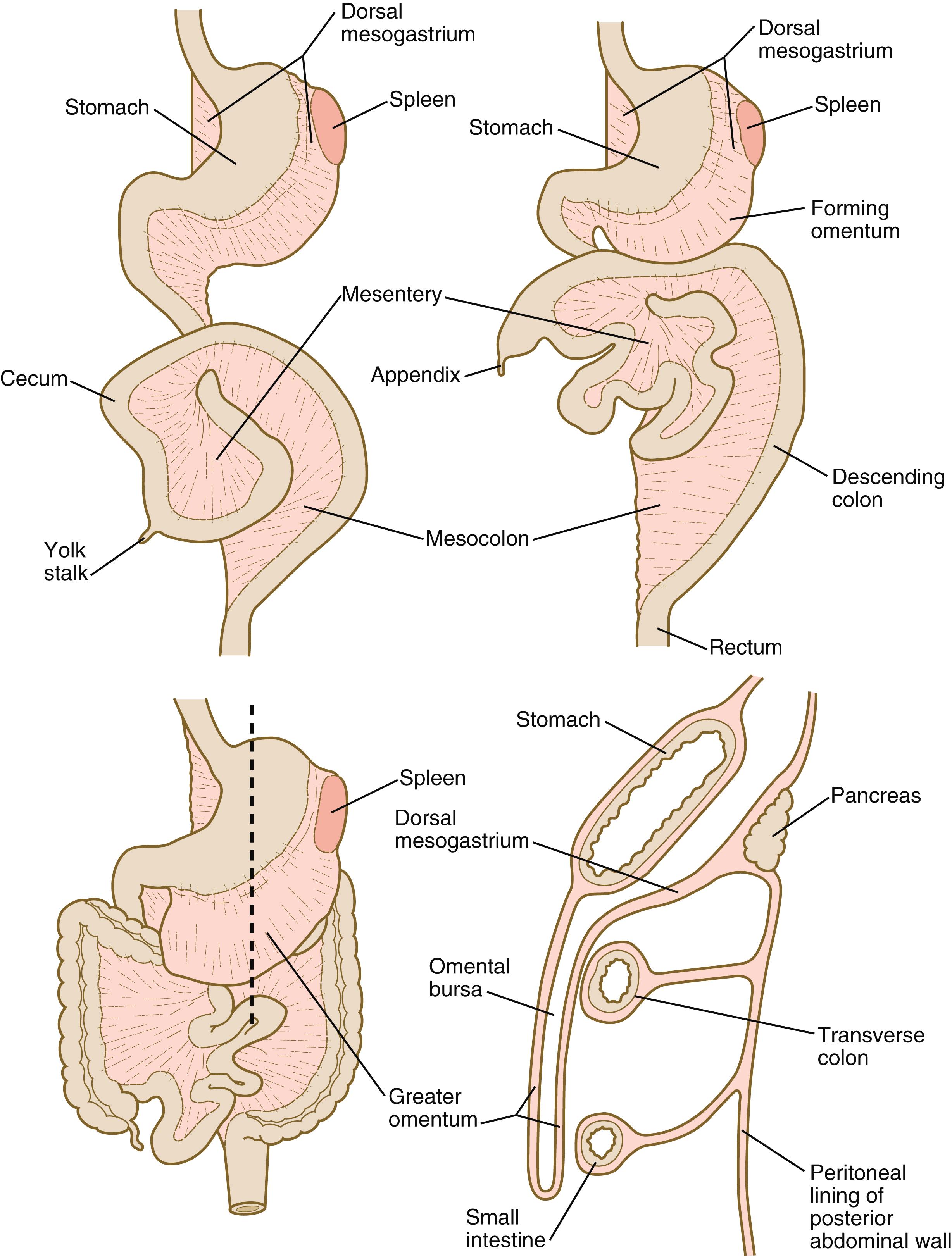 Fig. 15.8, Stages in the rotation of the stomach and intestines and development of the greater omentum.