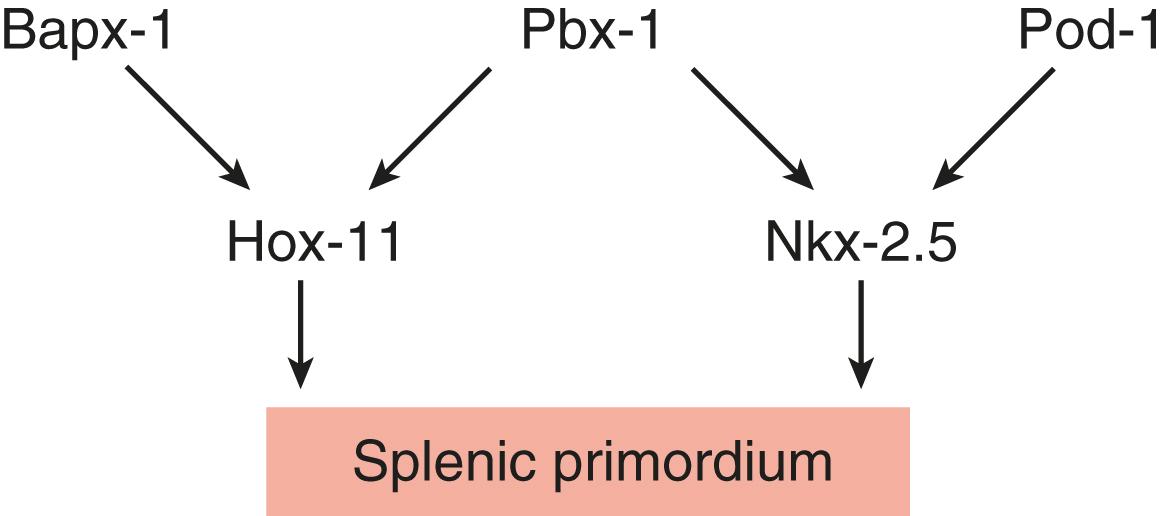 Fig. 15.9, Molecular pathways in development of the spleen.