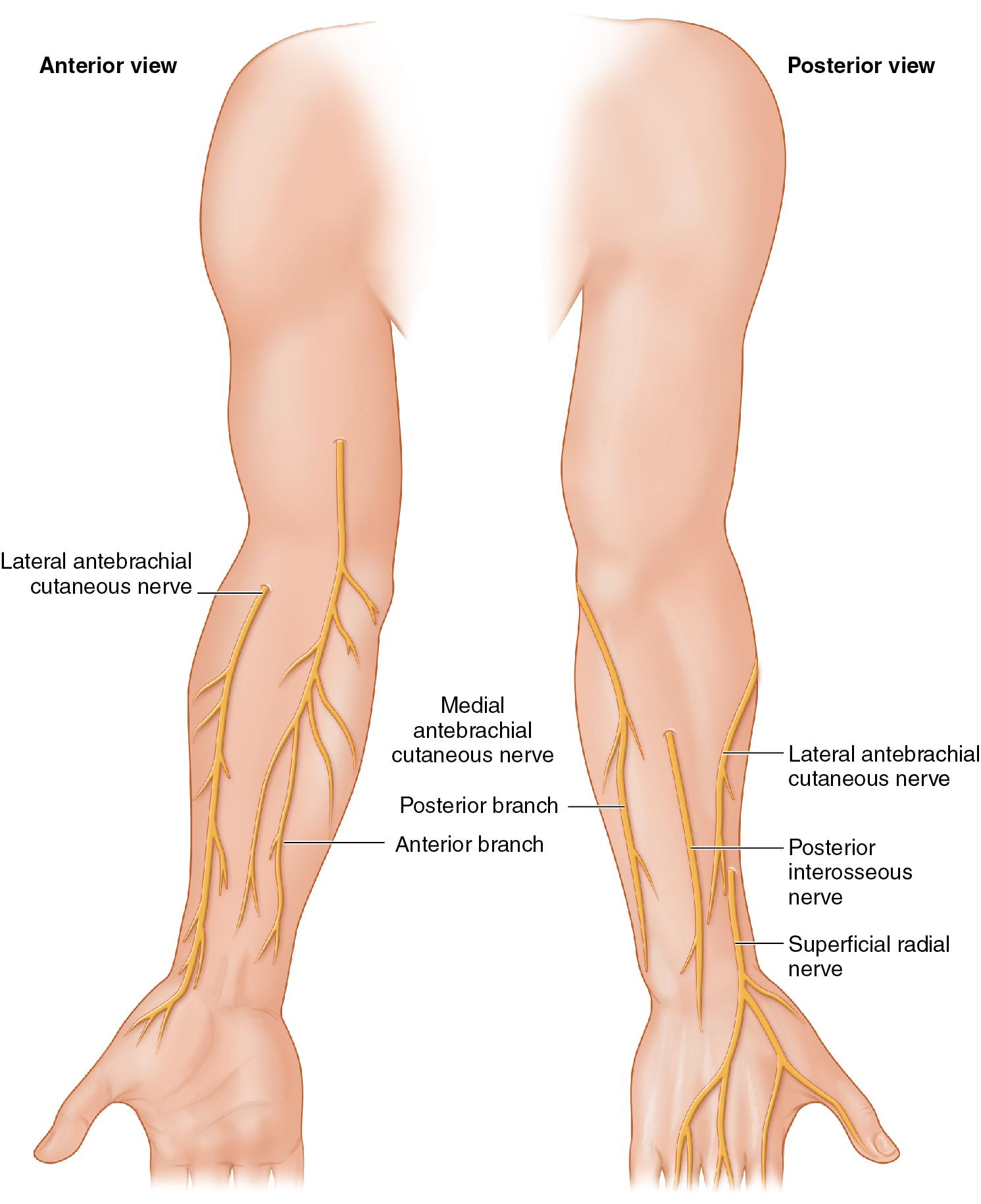 FIGURE 60.1, Nerve anatomy.