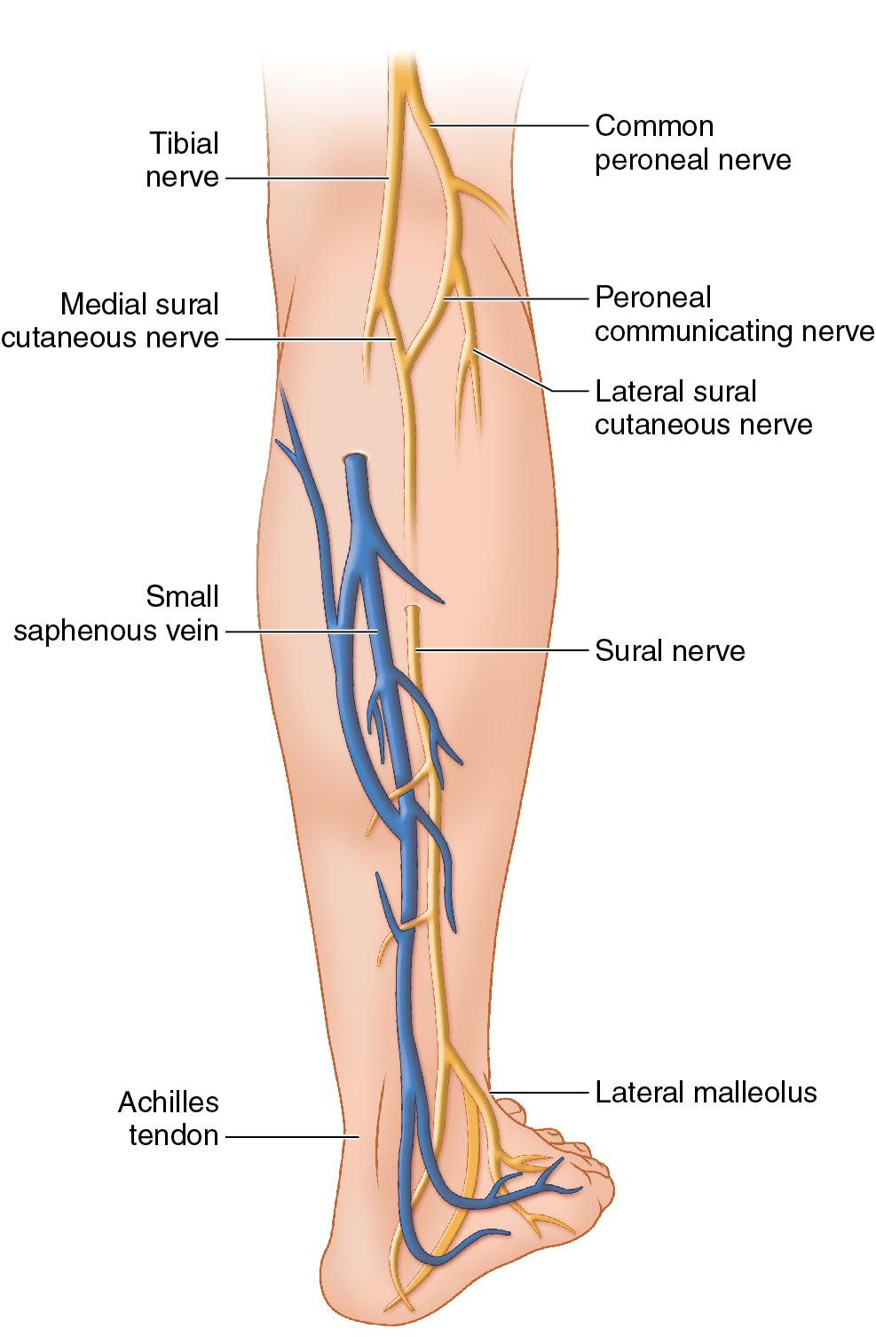 FIGURE 60.2, Sural nerve anatomy.