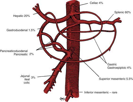 Figure 42-1, Schematic representation of the visceral artery anatomy as it arises from the aorta, showing the nature of the collateral circulation between the celiac and the superior mesenteric artery vascular distributions. Percentages next to the named vessels indicate the prevalence of aneurysms in the distribution of the particular artery.