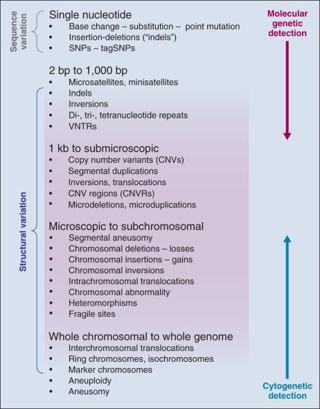 Figure 21.2, Spectrum of variation observed in the genome. The figure depicts both the size and scope of variants as a function of their length and density in the genome. SNPs, Single-nucleotide polymorphisms; VNTRs, variable number tandem repeats.