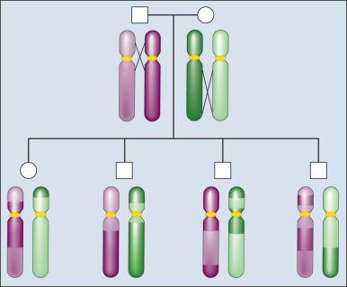 Figure 21.4, Genetic recombination is the process of exchanging genetic information between two chromatids during meiosis. The recombination events for a single chromosome within a family are illustrated. The father's homologous chromosomes are light and dark purple, and the mother's are light and dark green. Recombination events occurring during meiosis create unique parental chromosomes.