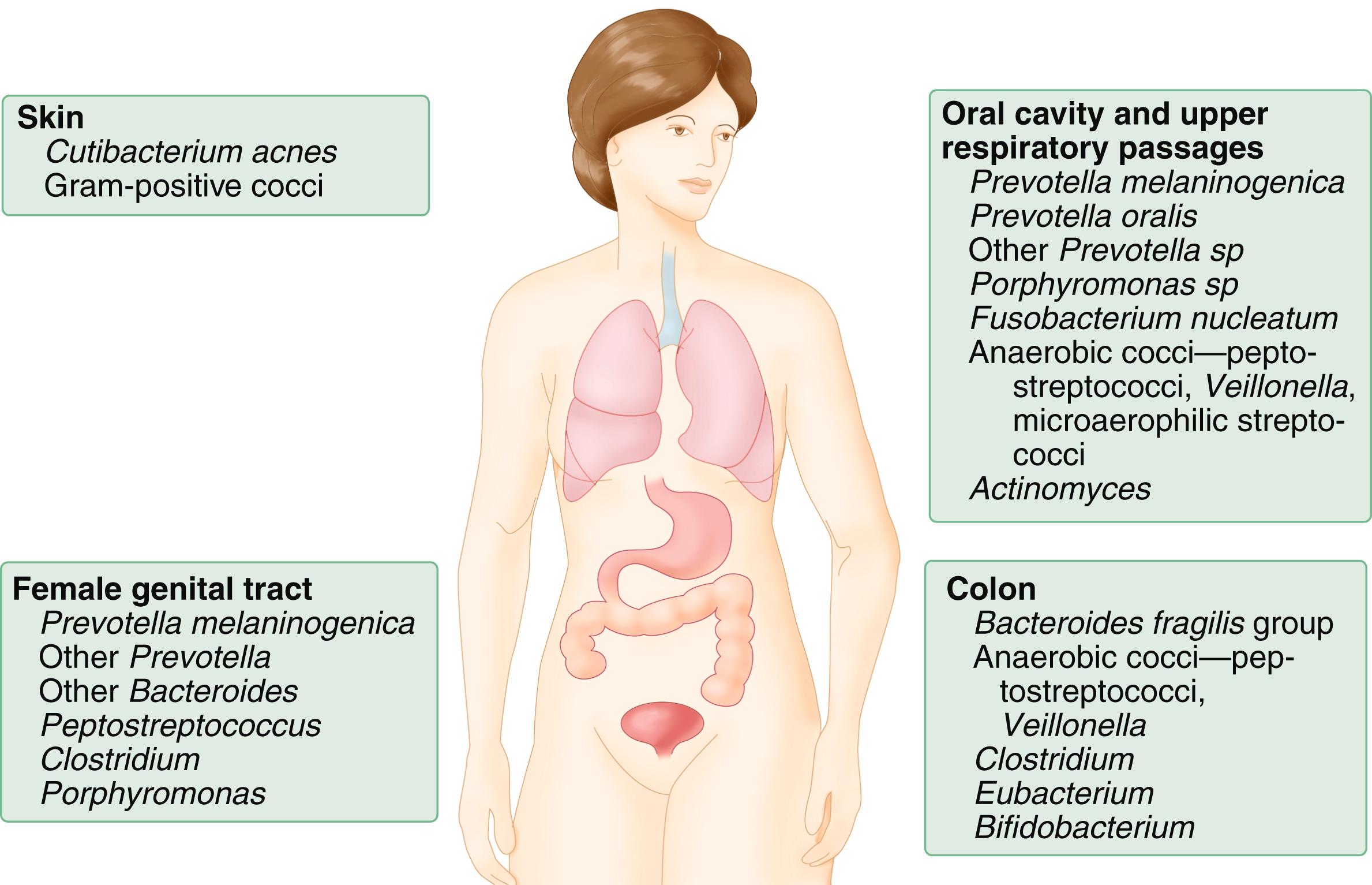 FIGURE 273-1, Anaerobes as the predominant normal microbiota of the human body by general anatomic location.