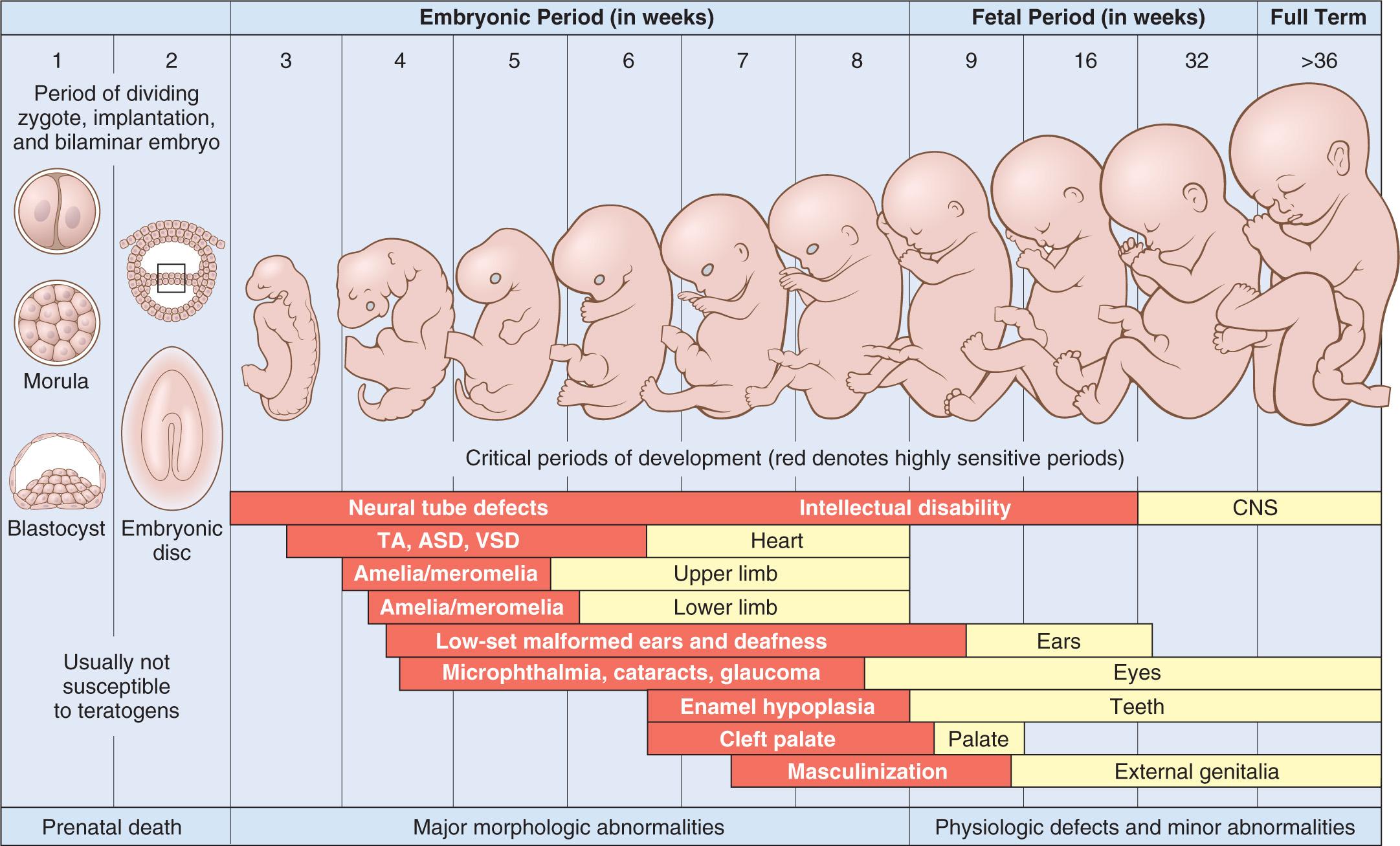 Figure 10.5, Critical periods of development for various organ systems and the resultant malformations.