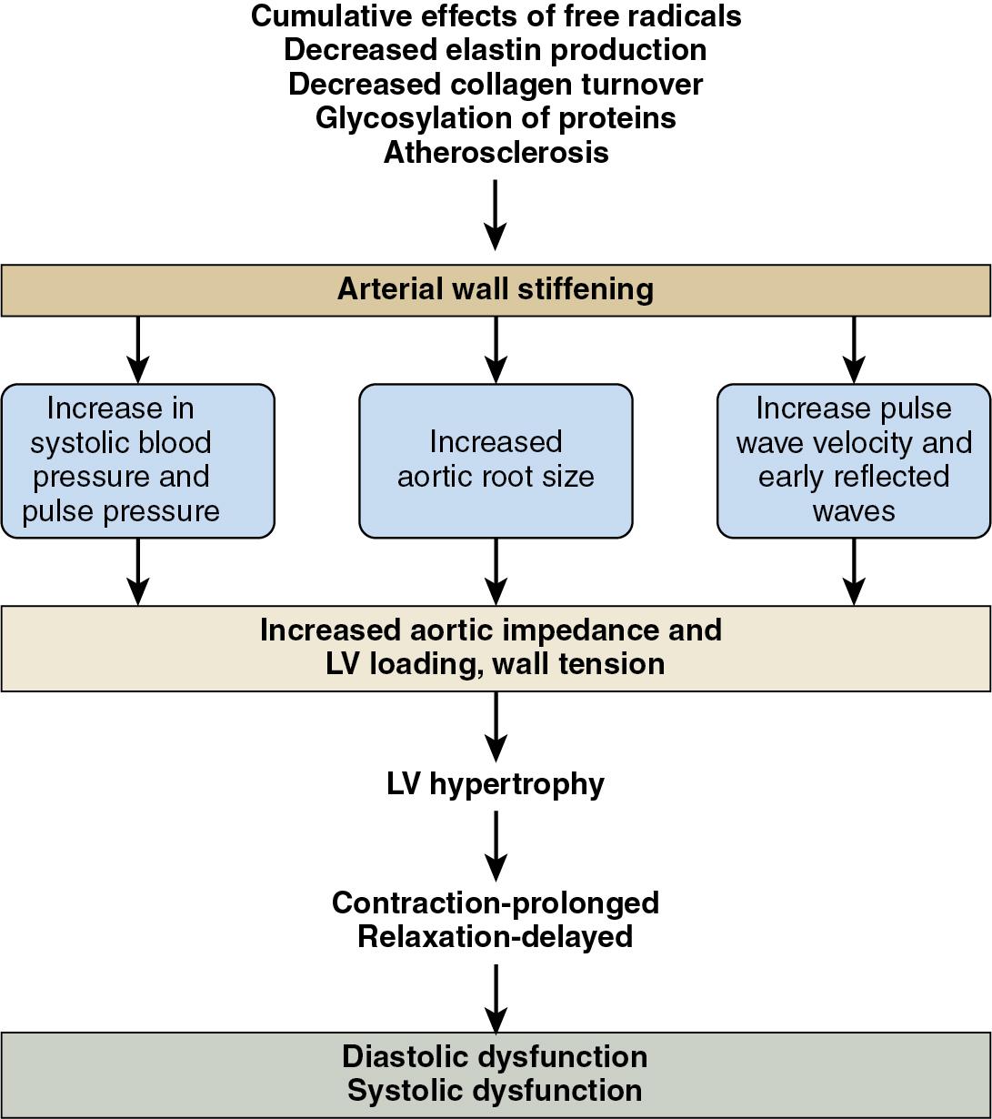 Fig. 30.4, Impact of vascular changes on myocardial function with aging. LV, Left ventricular.