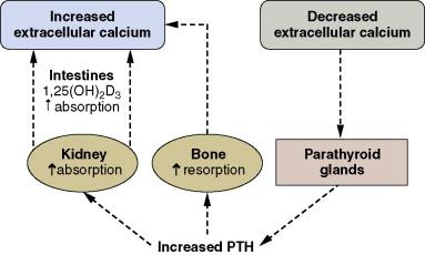 Figure 13-1, Factors involved in extracellular calcium homeostasis.