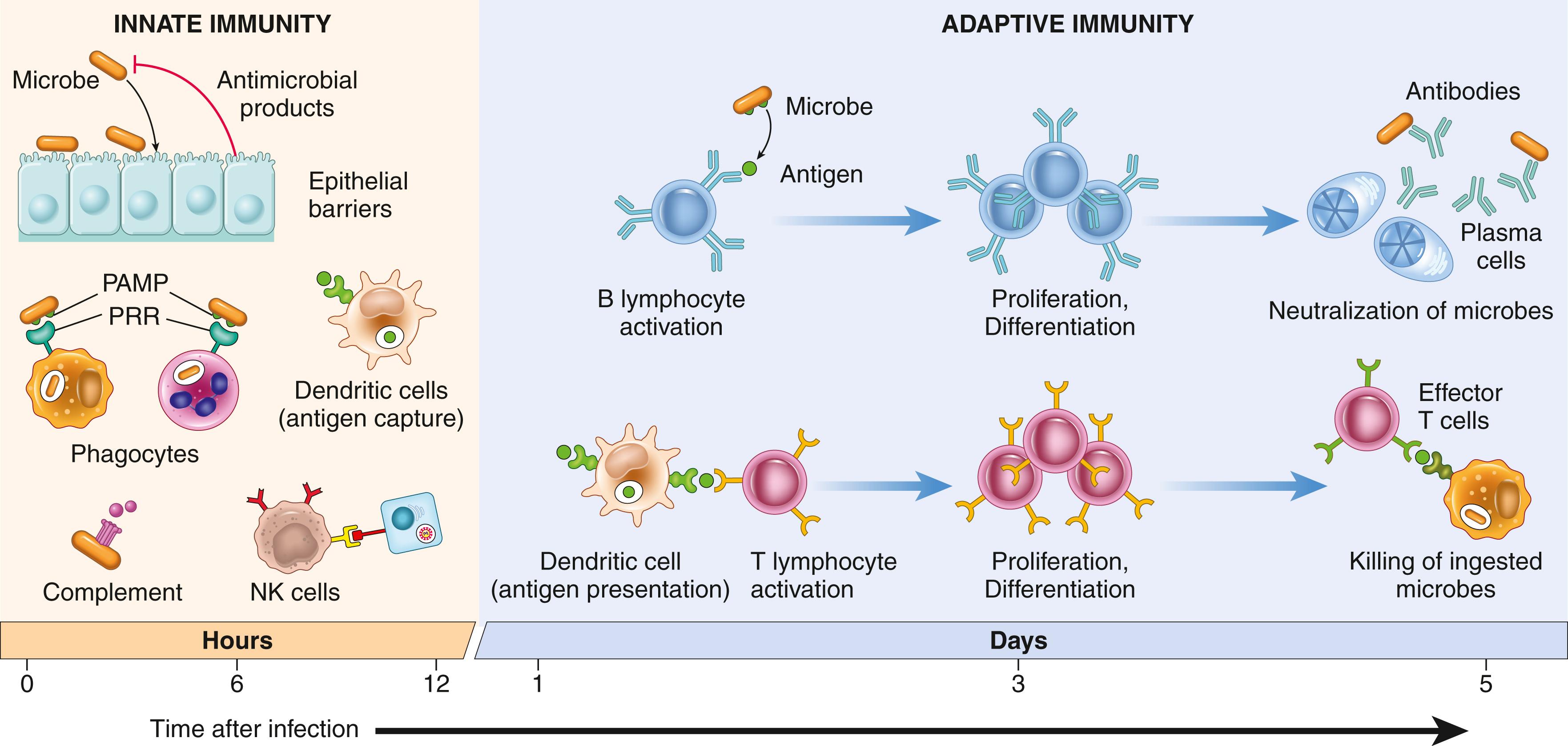 FIG. 5.1, The principal components and kinetics of innate and adaptive immune responses. NK cells, Natural killer cells. PAMP , Pathogen-associated molecular pattern; PRR , pattern recognition receptor.