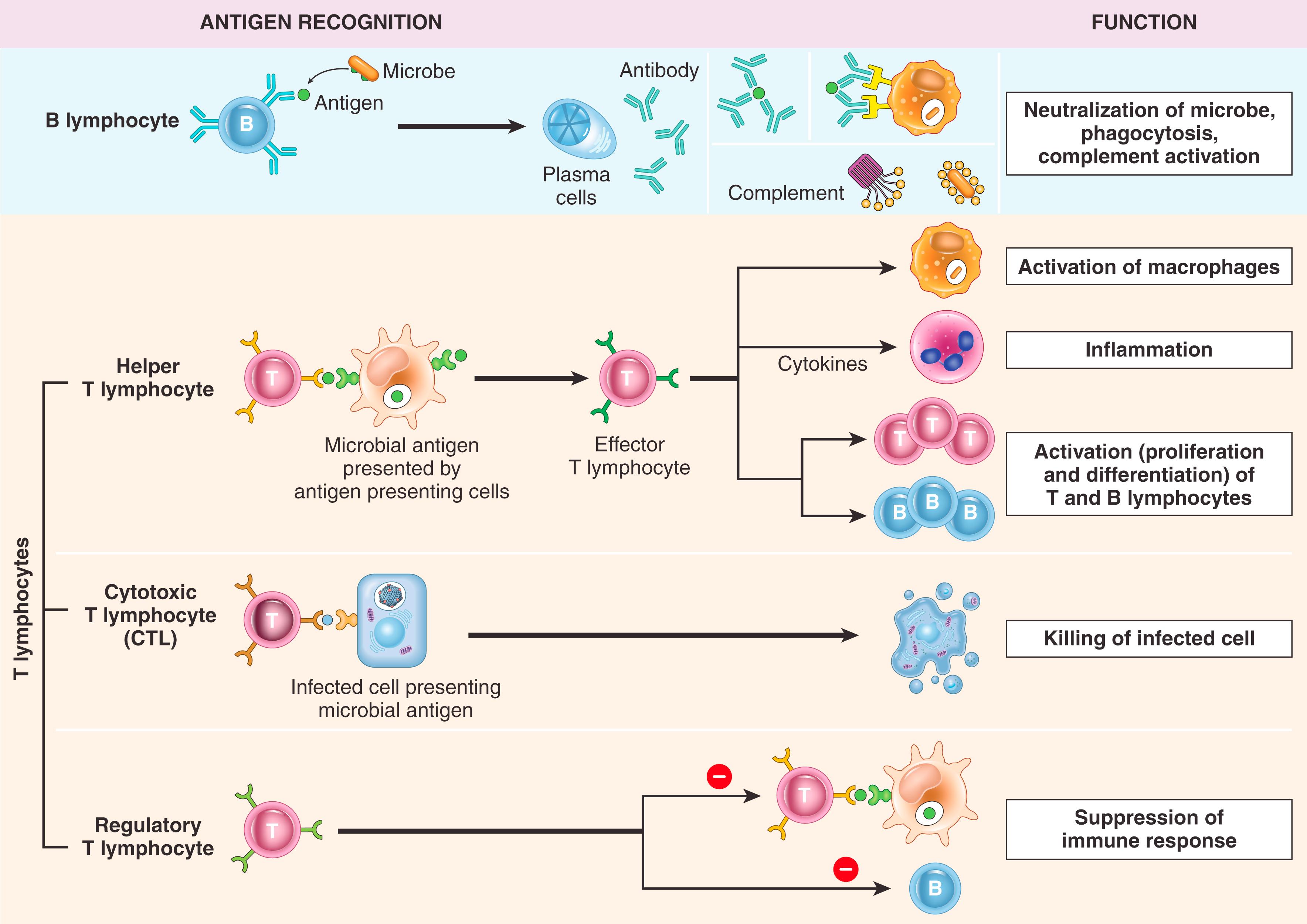 FIG. 5.3, The principal classes of lymphocytes and their functions in adaptive immunity.