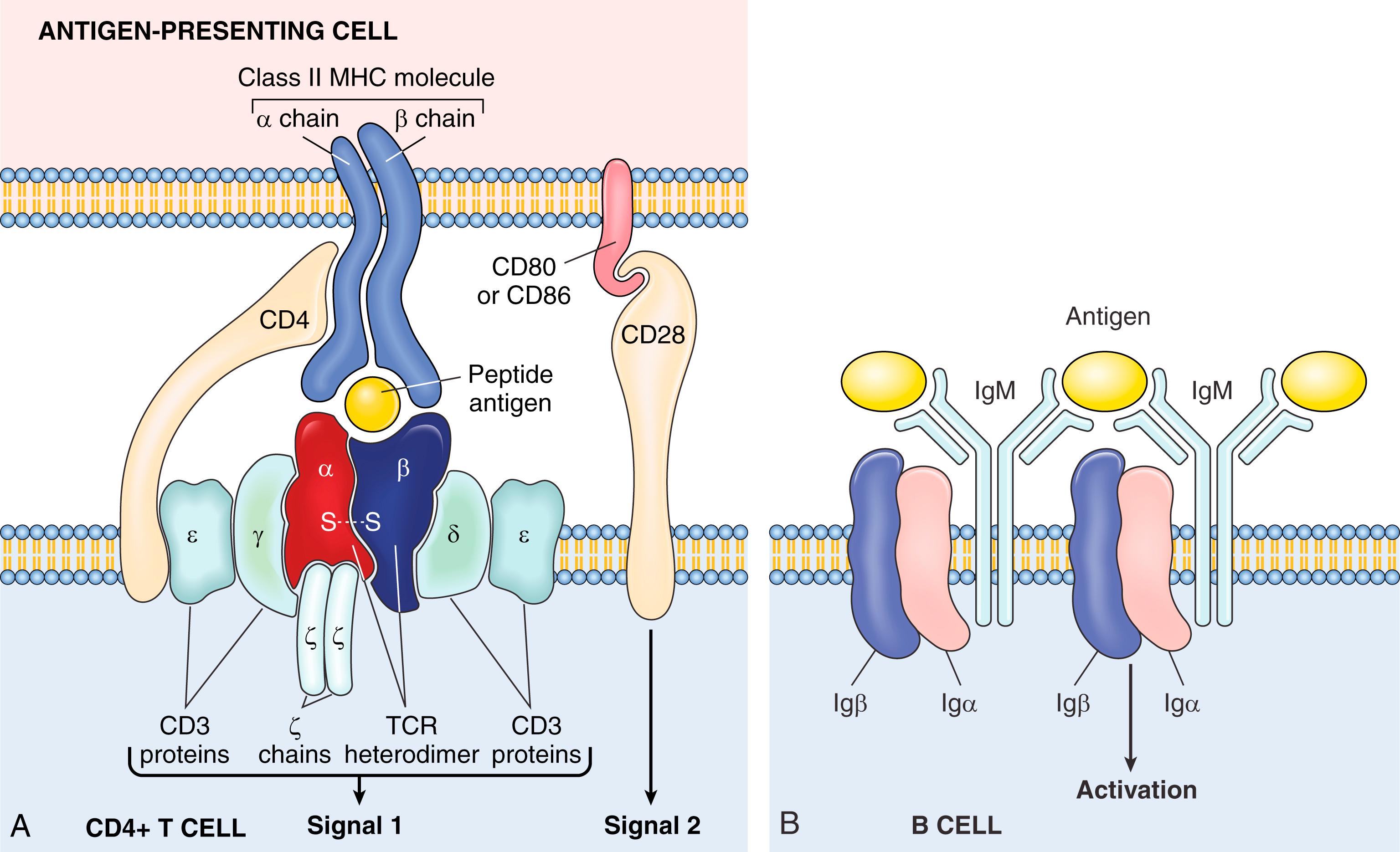 FIG. 5.4, Antigen receptors of T and B lymphocytes. (A) The T-cell receptor (TCR) complex and other molecules involved in T-cell activation. The TCR heterodimer, consisting of an α chain and a β chain, recognizes antigen (in the form of peptide-MHC complexes expressed on antigen-presenting cells), and the linked CD3 complex and ζ chains initiate activating signals. CD4 and CD28 are also involved in T-cell activation; CD28 recognizes the costimulators CD80 and CD86 (also called B7 molecules). (Note that some T cells express CD8 and not CD4; these molecules serve analogous roles.) The sizes of the molecules are not drawn to scale. (B) The B-cell antigen receptor complex is composed of membrane immunoglobulin M (IgM; or IgD, not shown ), which recognizes antigens, and the associated signaling proteins Igα and Igβ. MHC, Major histocompatibility complex.